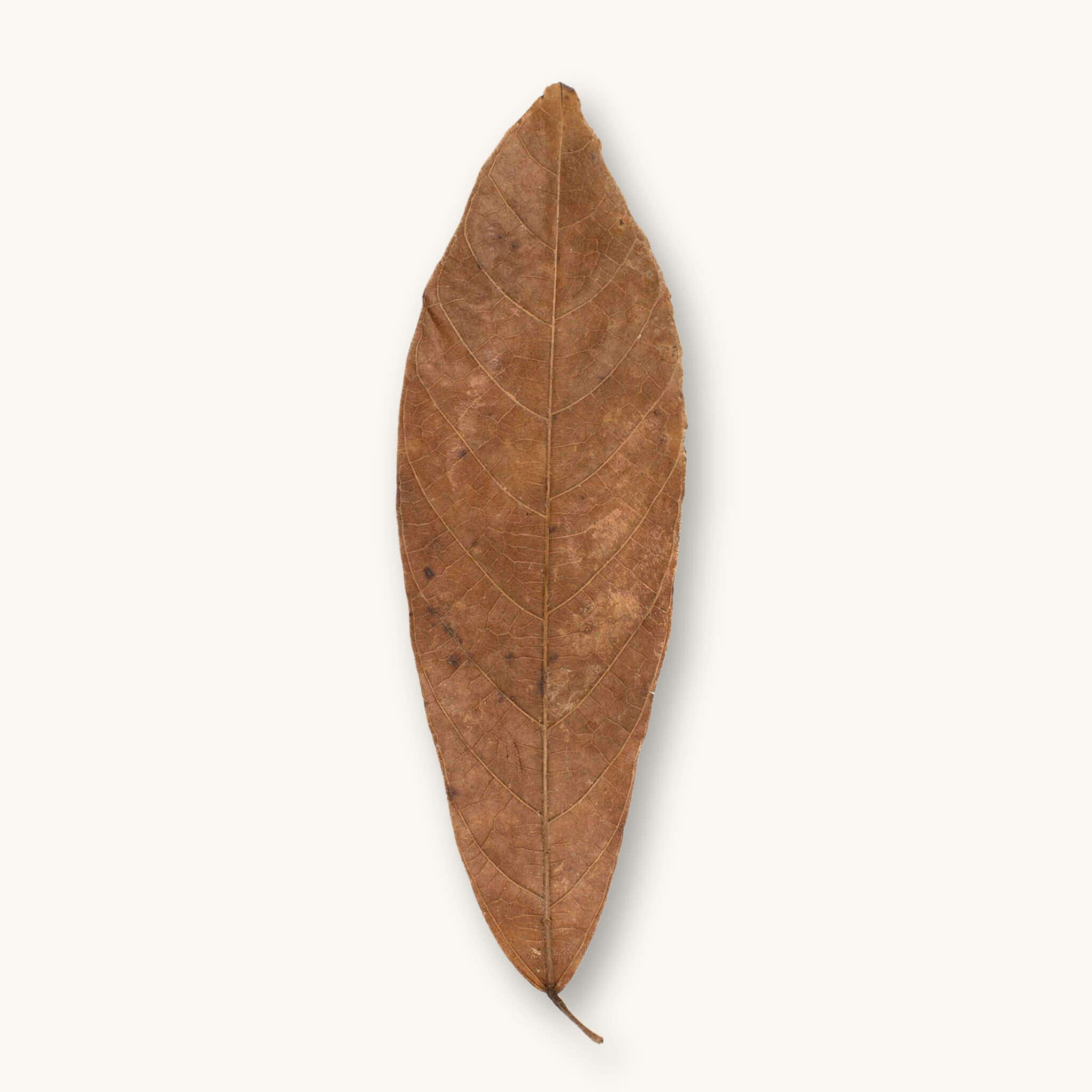 A single brown cacao leaf (Theobroma sp.) for biotope aquariums, photographed on a natural background at Betta Botanicals.