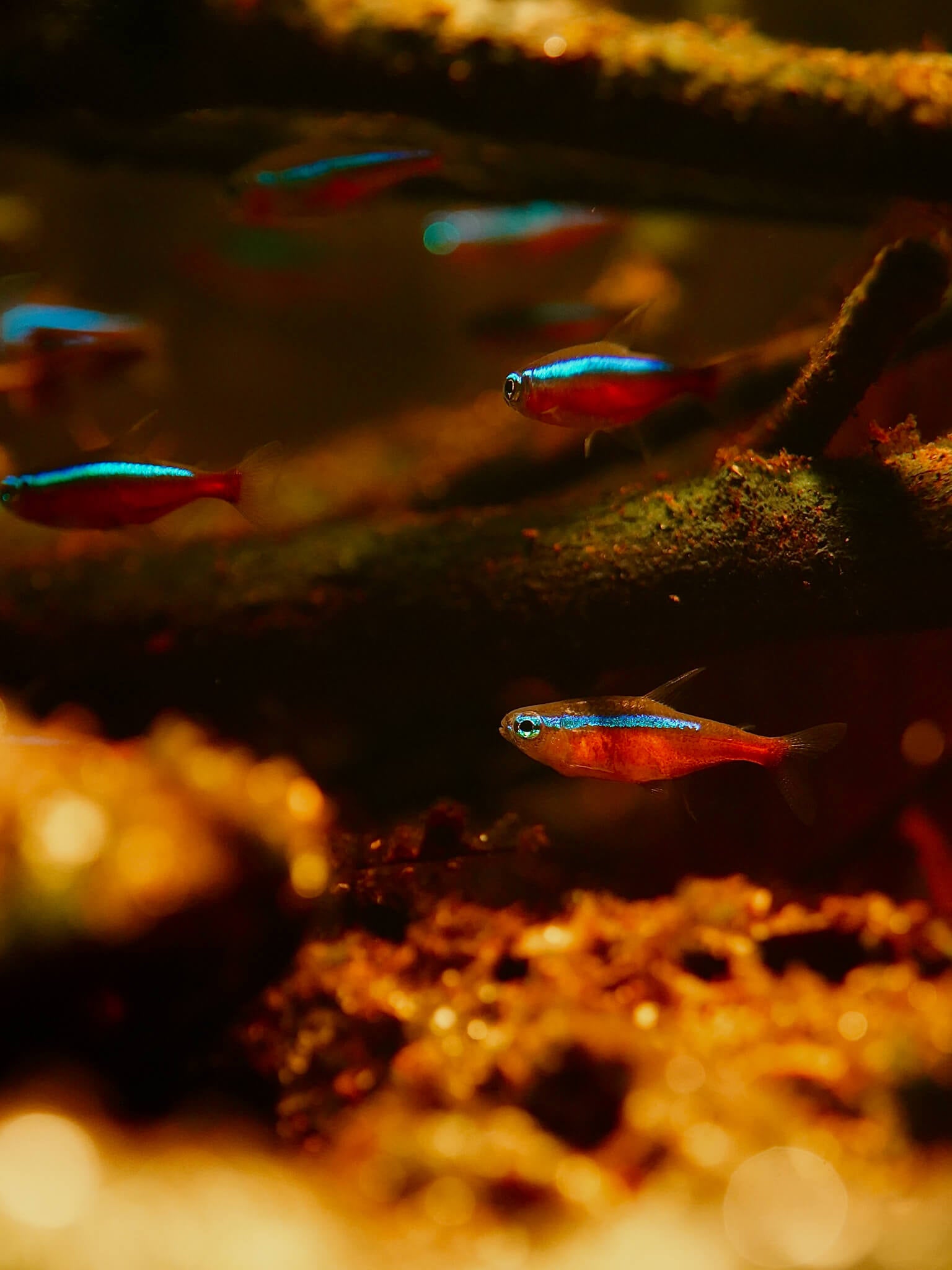 A school of six small blackwater fish with blue and red coloration called cardinal tetras, swimming between sticks, leaf litter, and detritus in an aquarium. Photographed by Ryan Schmidt.