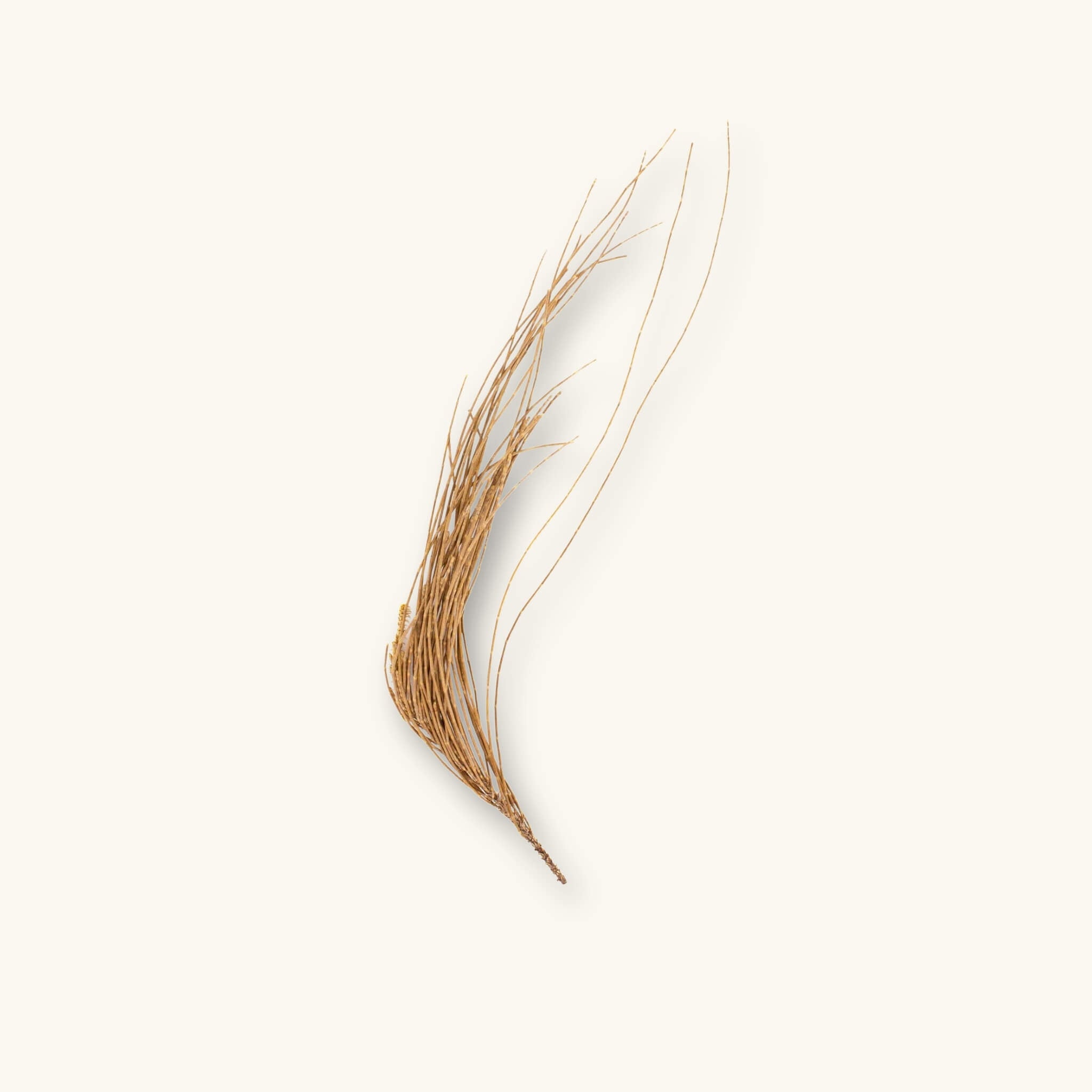 A bundle of thin brown Casuarina Pine Needles (Casuarina equisetifolia) for blackwater aquariums, photographed on a natural background at Betta Botanicals.
