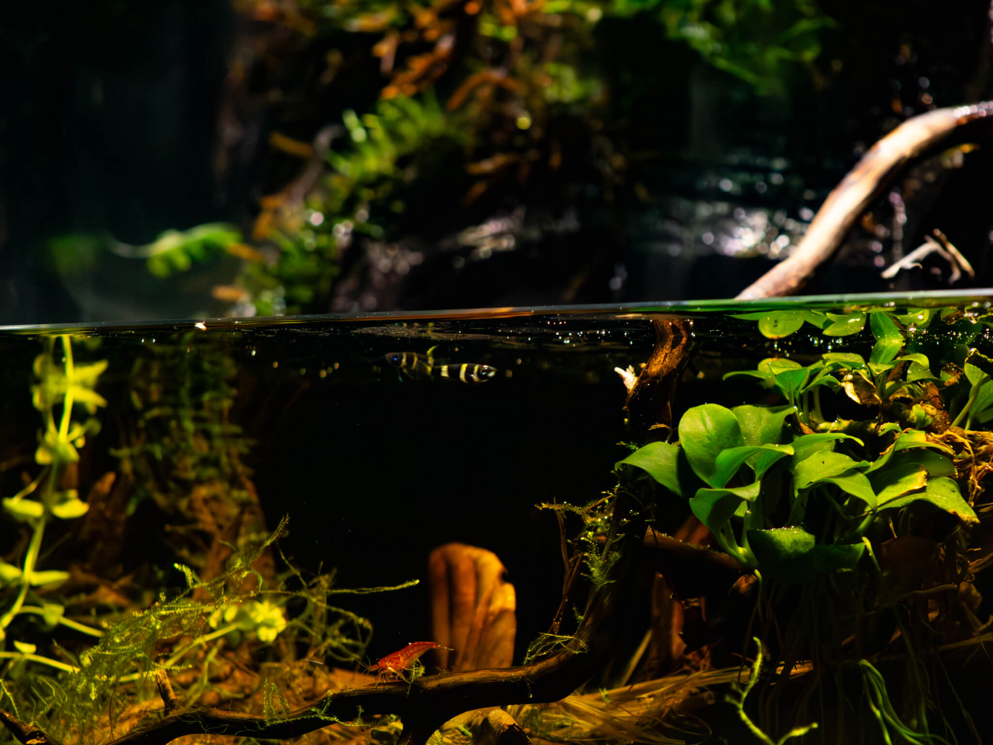 A pair of clown killifish in a botanical method paludarium with green plants and brown leaves at Betta Botanicals.