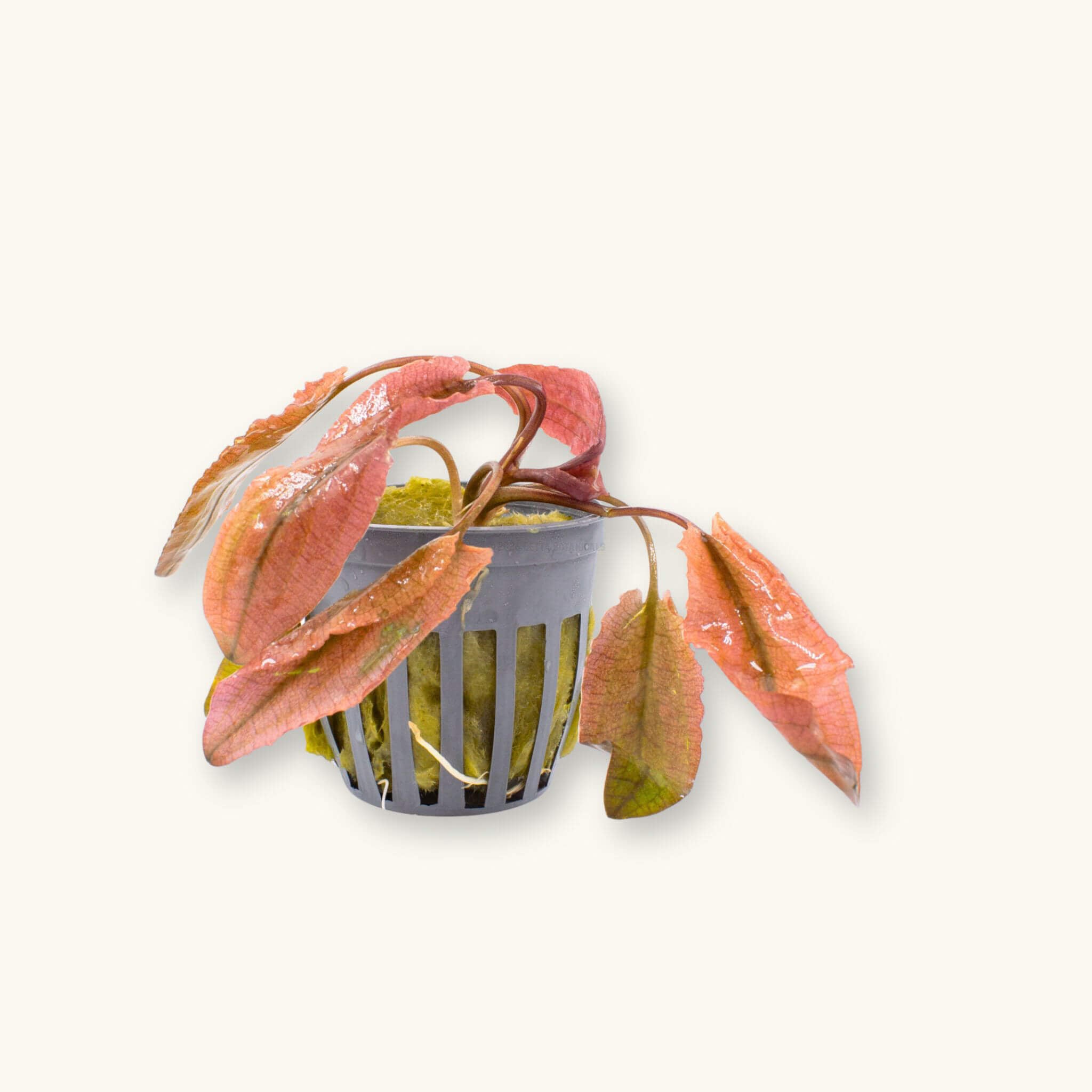 A tissue-cultured Cryptocoryne Pink Flamingo with elongated pink and rust-orange leaves and visible root structure emerging from a rockwool-filled net pot, suited for planting in blackwater aquariums, photographed on a natural background for Betta Botanicals.