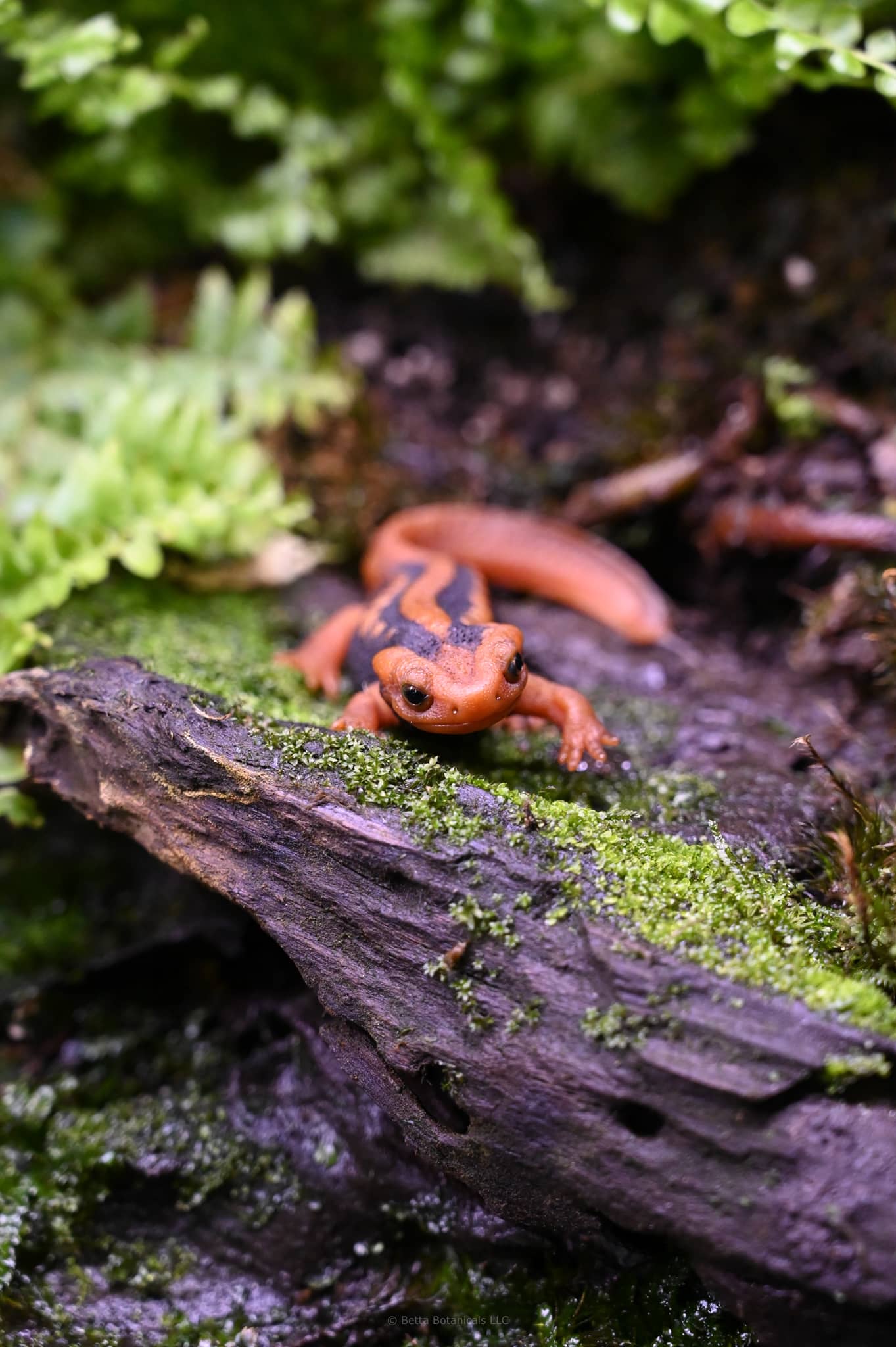 A paludarium with green plants and moss, housing a black and orange colored emperor newt crawling on driftwood. Photographed by Hayley Zimmermann.