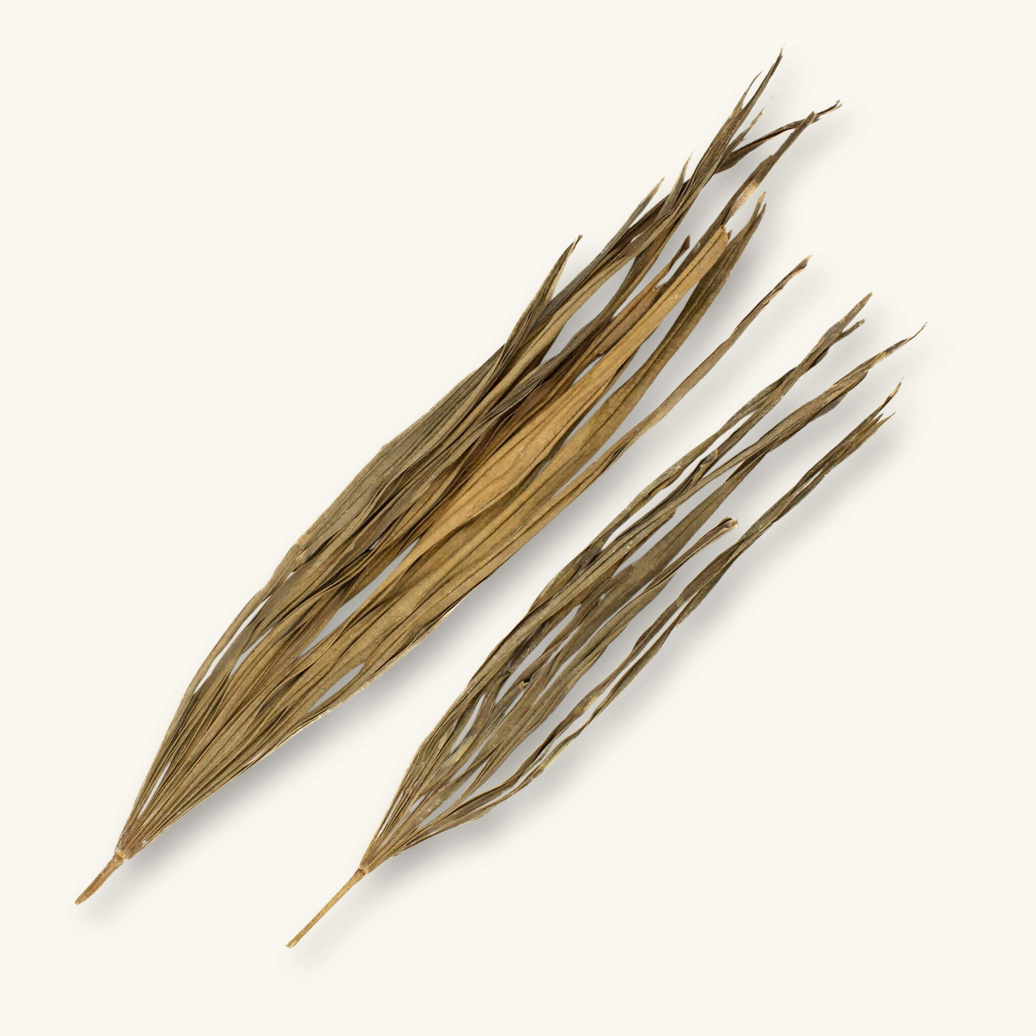 A pair of long brown Excelsa palm fronds (Rhapis excelsa) for blackwater aquariums, photographed on a natural background at Betta Botanicals.