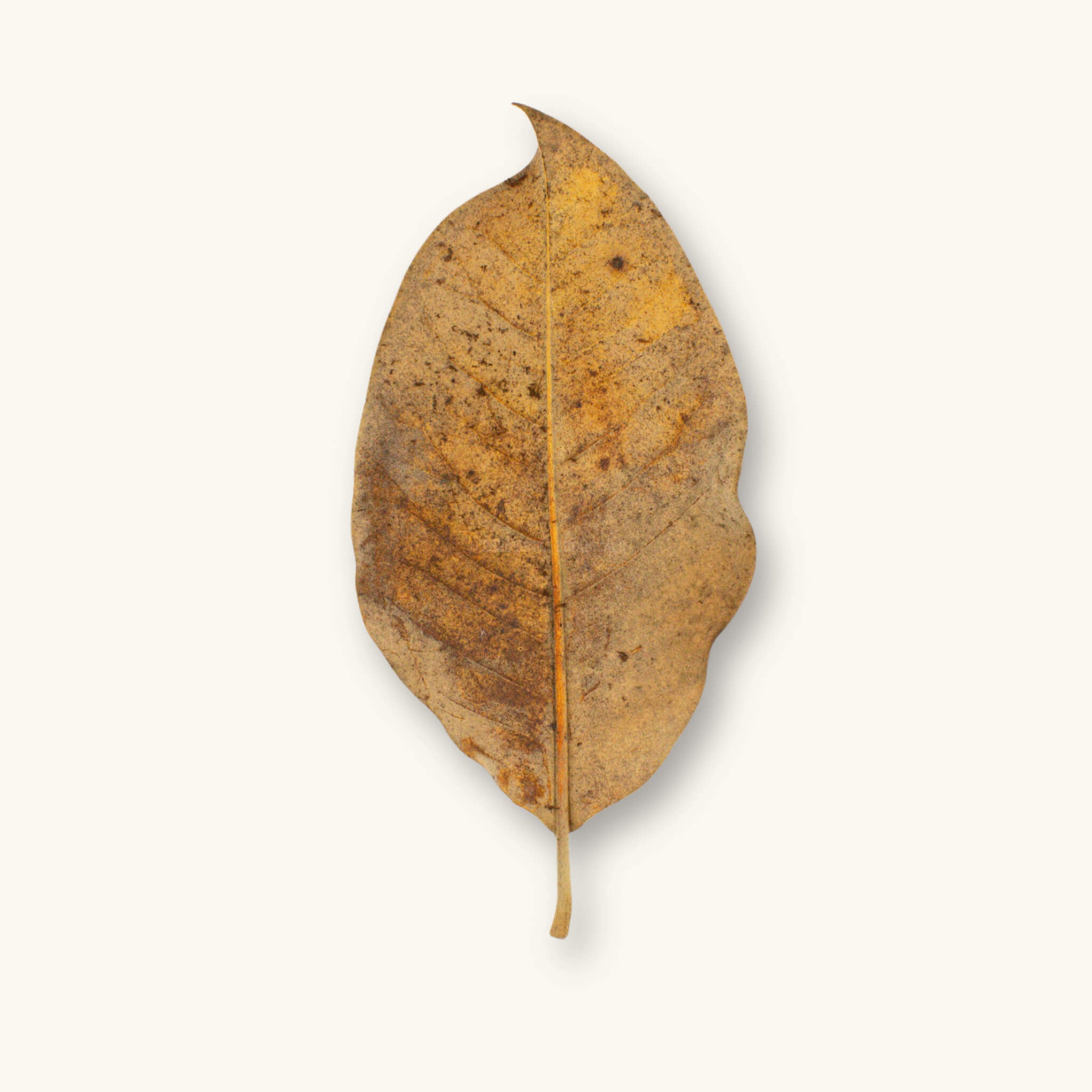 An extra-large brown and tan magnolia leaf for biotope aquariums, photographed on a natural background at Betta Botanicals.