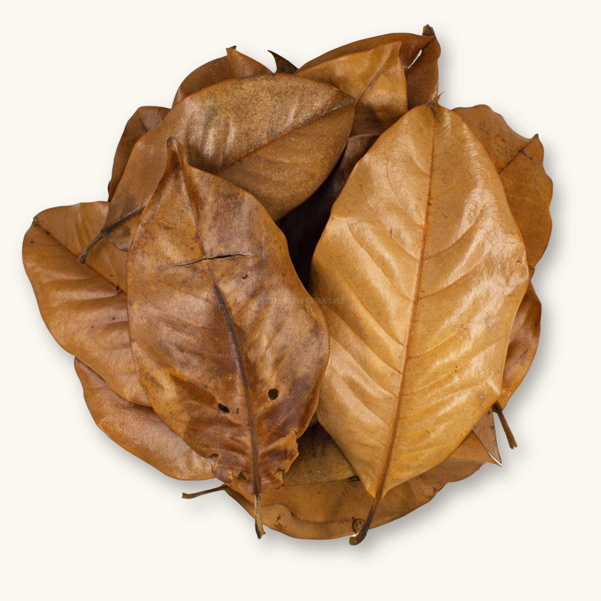 A flat lay of twenty (20) brown and tan magnolia leaf litter for bioactive vivariums, photographed on a natural background at Betta Botanicals.