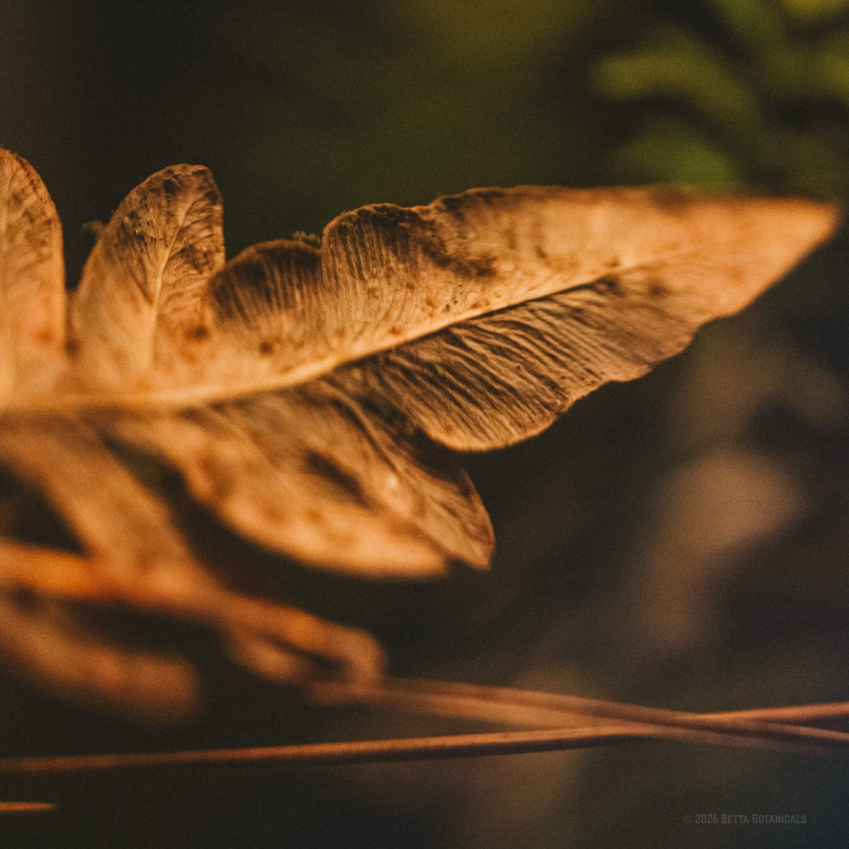 A dried tan-orange bracken fern frond with lobed segments, ribbed veins, and dark spotting, with a thin casuarina pine needle crossing below and green plants blurred behind, photographed in a blackwater aquarium by Paul Kalifatidi for Betta Botanicals.
