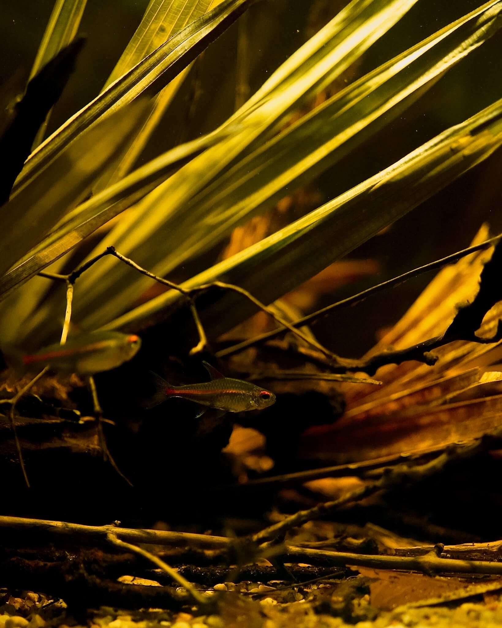 A blackwater aquarium with green palm fronds and grey and orange glow light tetras with an aquatic botanical substrate at Betta Botanicals. Photographed by Ryan Schmidt.