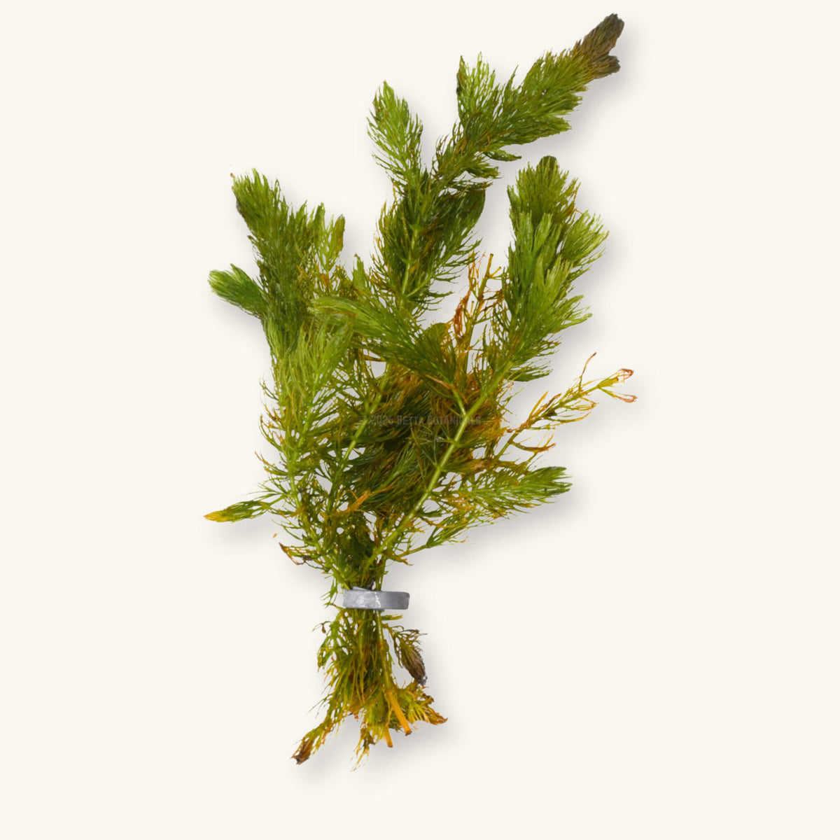 A bundle of hornwort stems with bright green, finely forked whorled leaves and orange-amber lower stems, gathered by a gray lead weight band, a fast growing low-tech floating plant for blackwater aquariums, photographed on a natural background at Betta Botanicals.