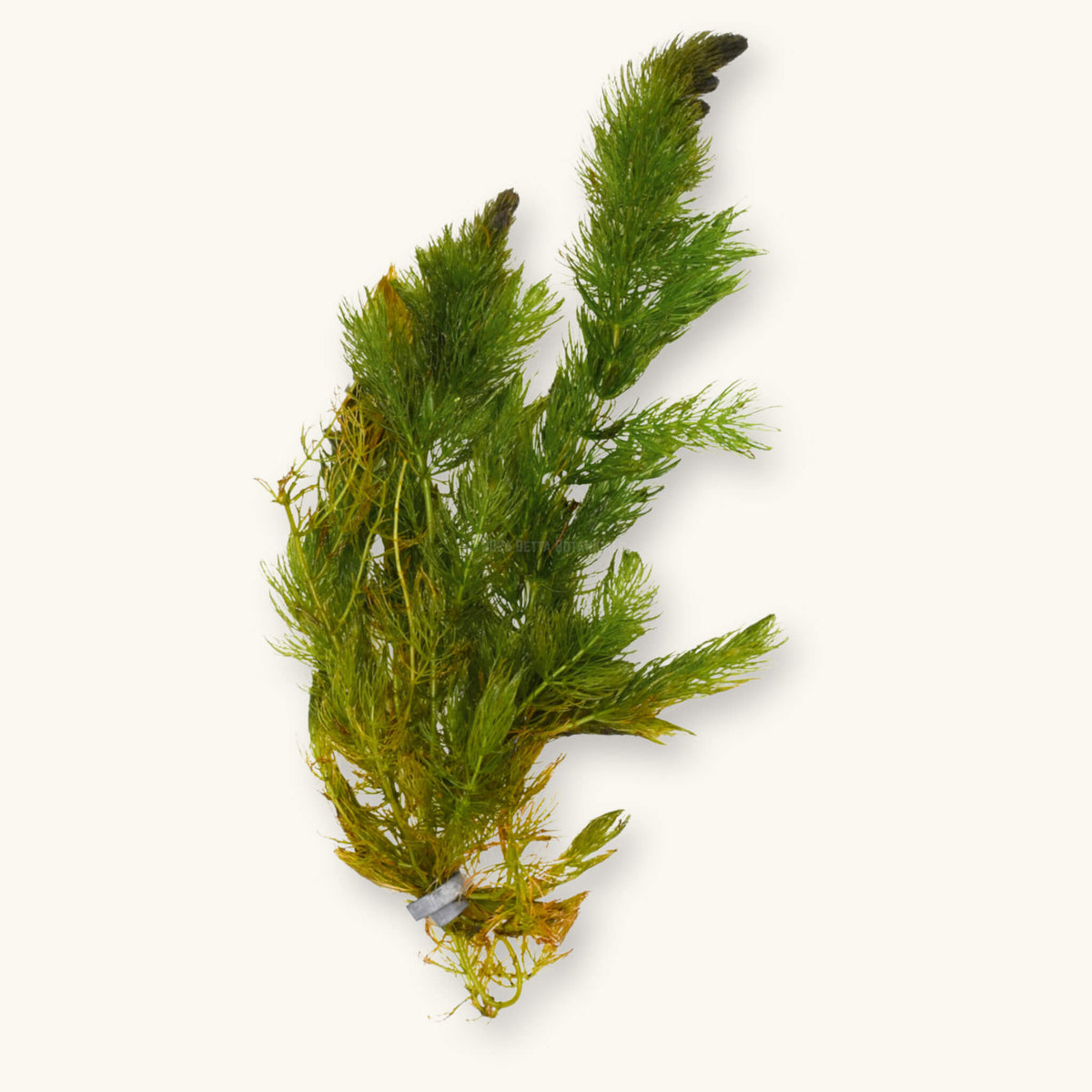 A bunch of hornwort with dark green whorled, needle-like leaves, olive and amber lower stems, and dark brown tips, held by a gray lead weight band, a fast growing low-tech floating plant for blackwater aquariums, photographed on a natural background at Betta Botanicals.