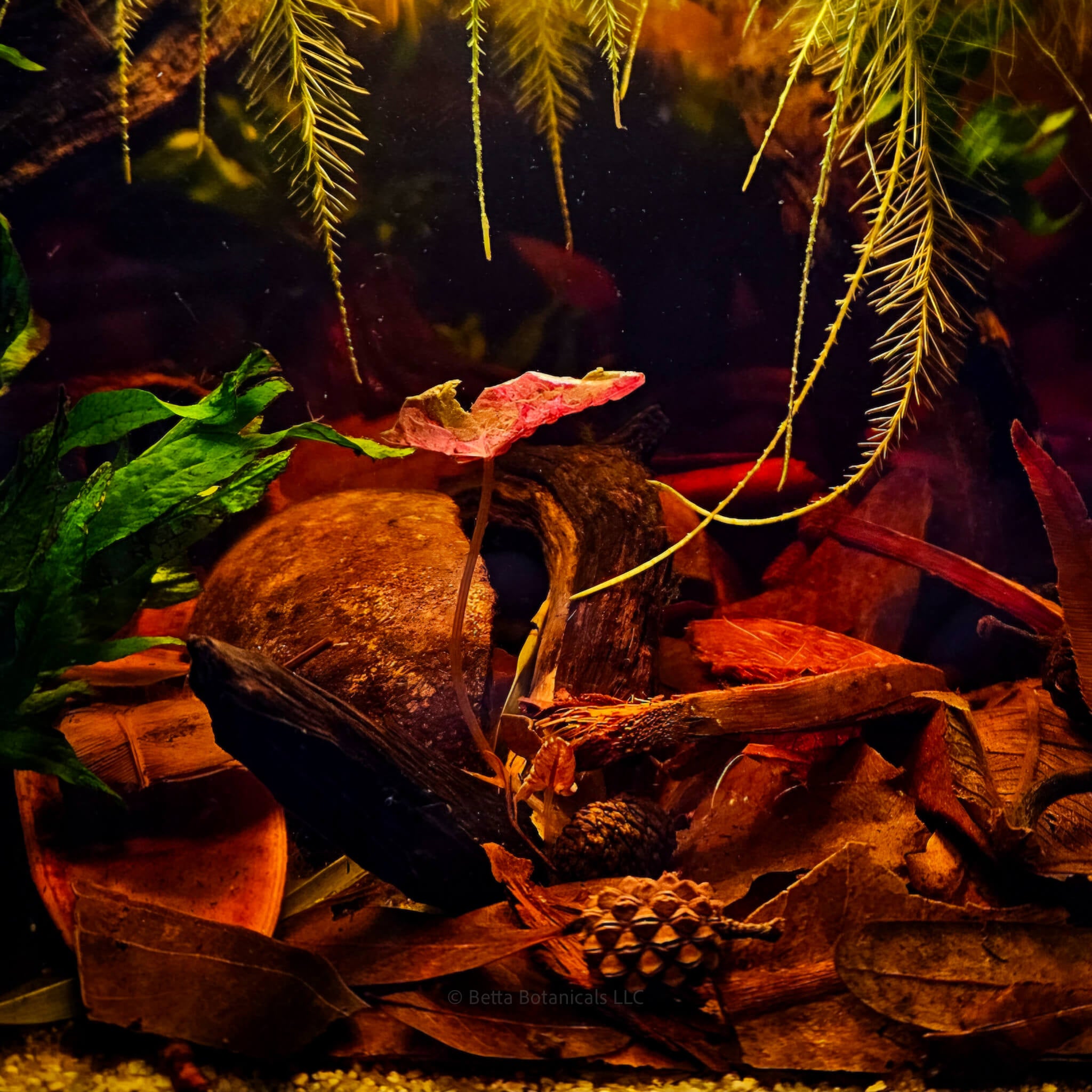 A dense botanical substrate of overlapping leaves, seed pods, and decomposing wood in warm brown and red tones (mixed botanical species) for blackwater aquariums, photographed on a natural background at Betta Botanicals.