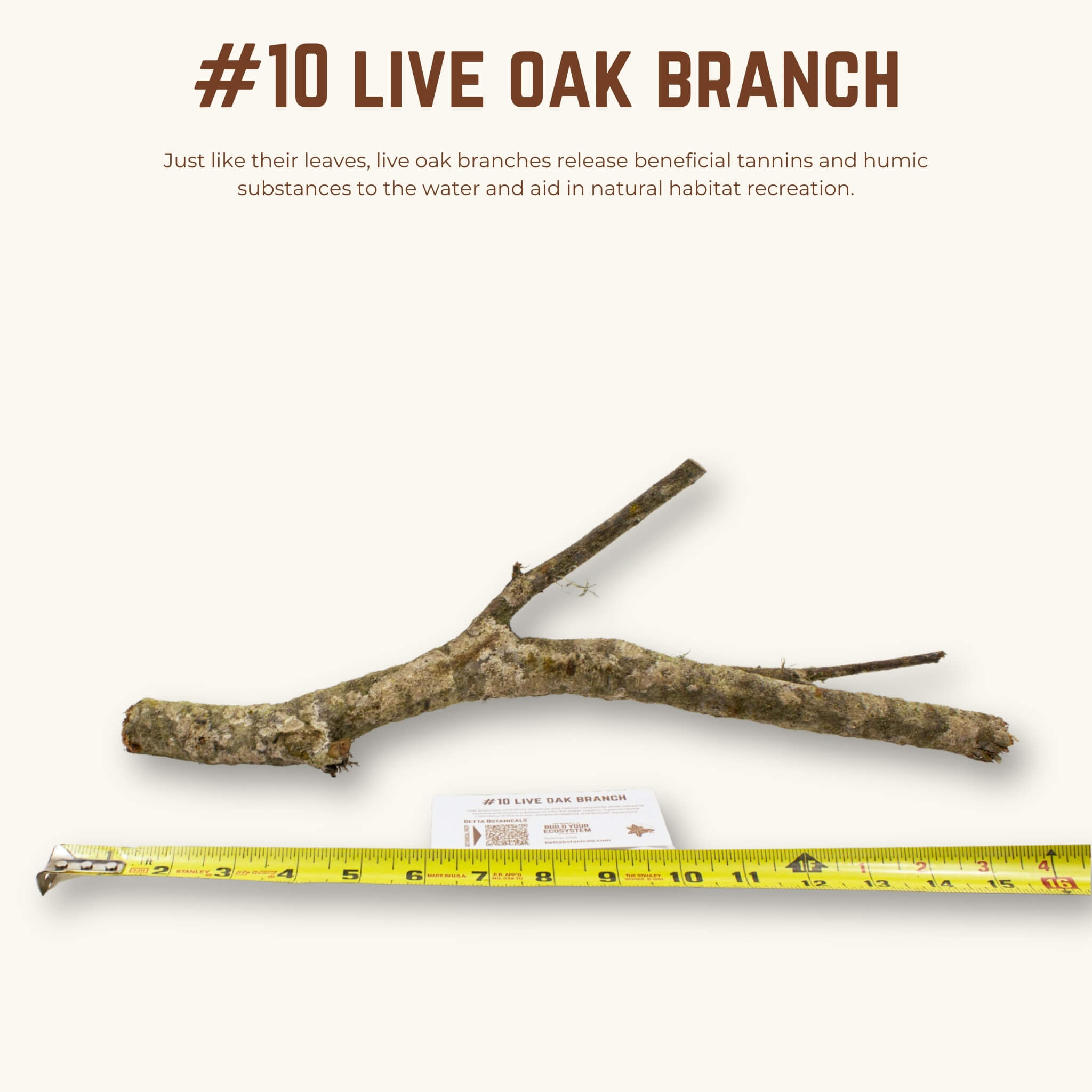 Live Oak Branches | WYSIWYG Pieces
