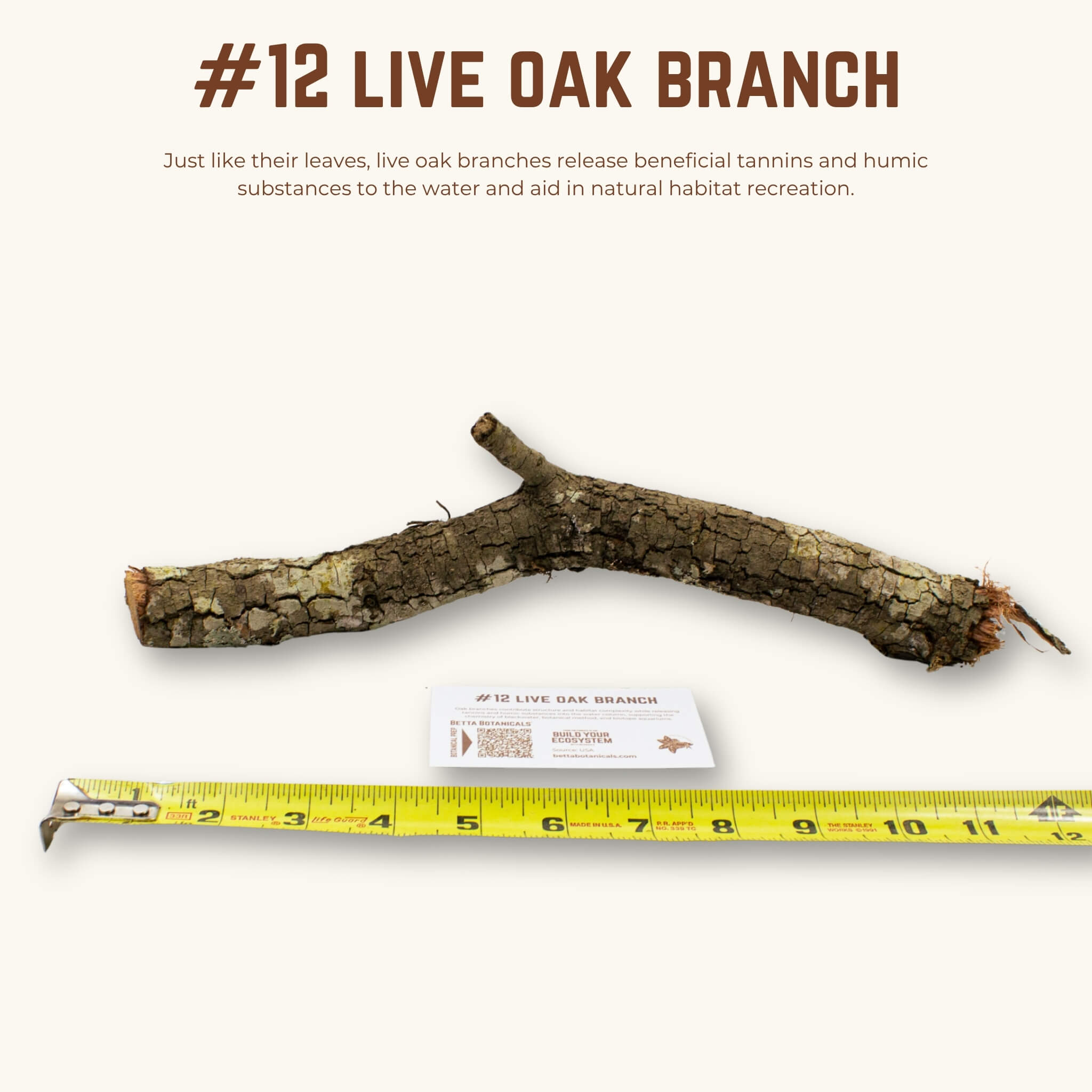 Live Oak Branches | WYSIWYG Pieces