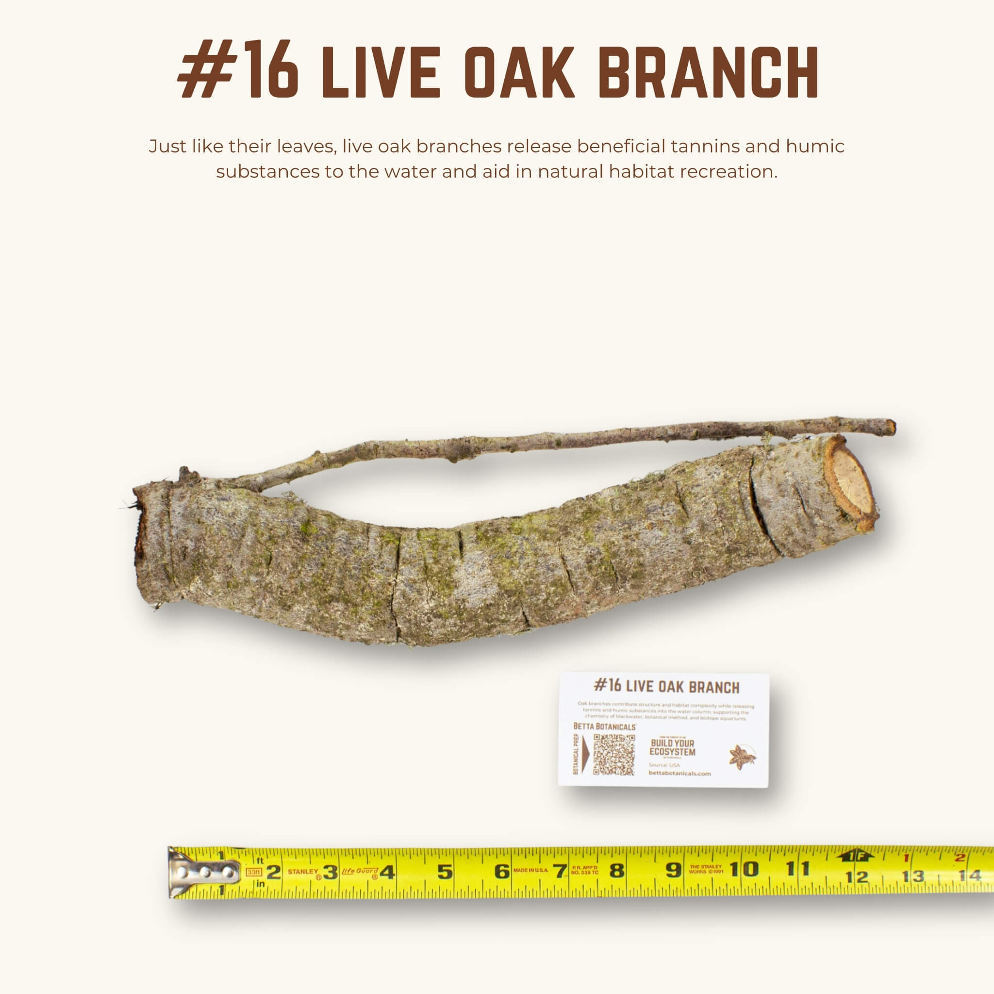 Live Oak Branches | WYSIWYG Pieces