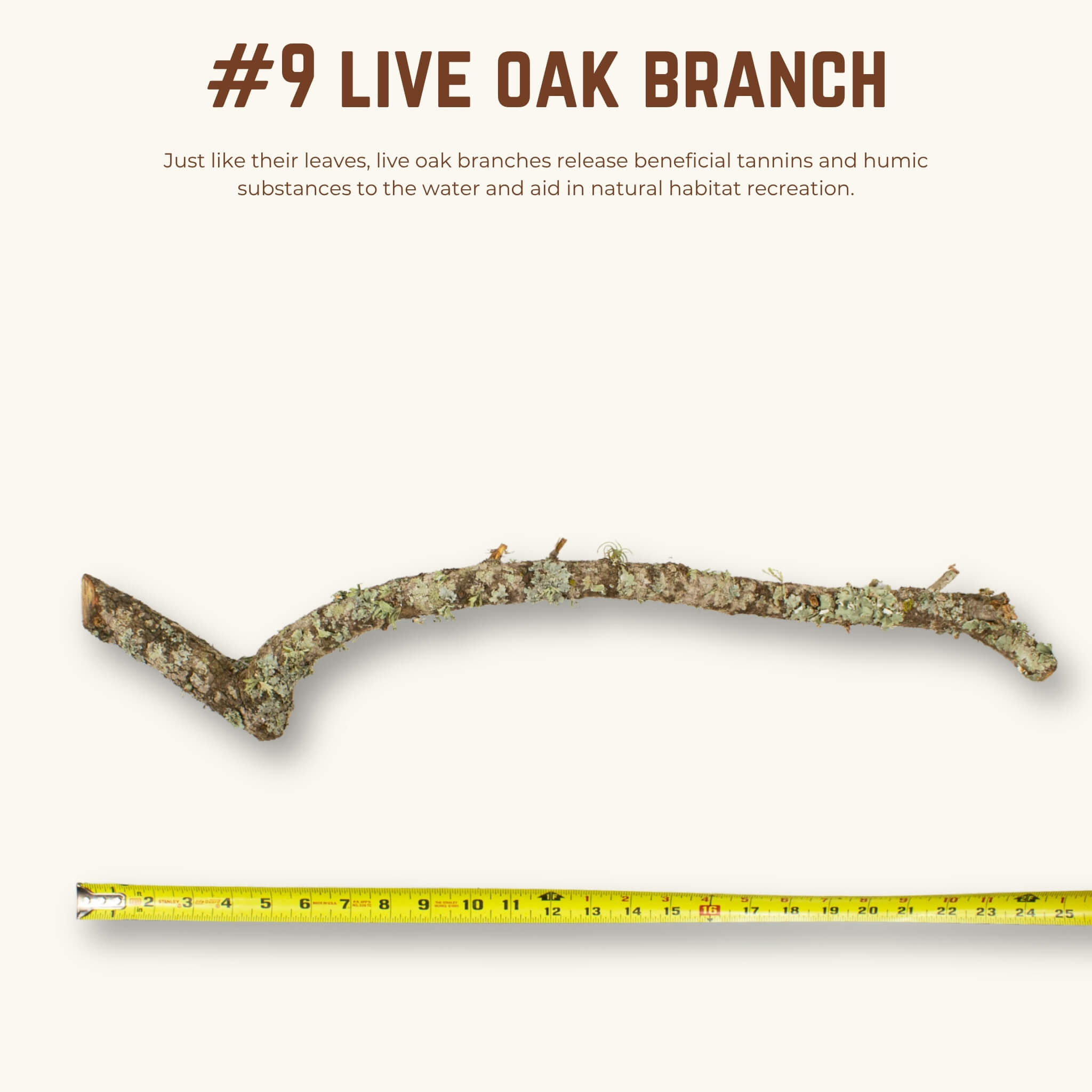 Live Oak Branches | WYSIWYG Pieces