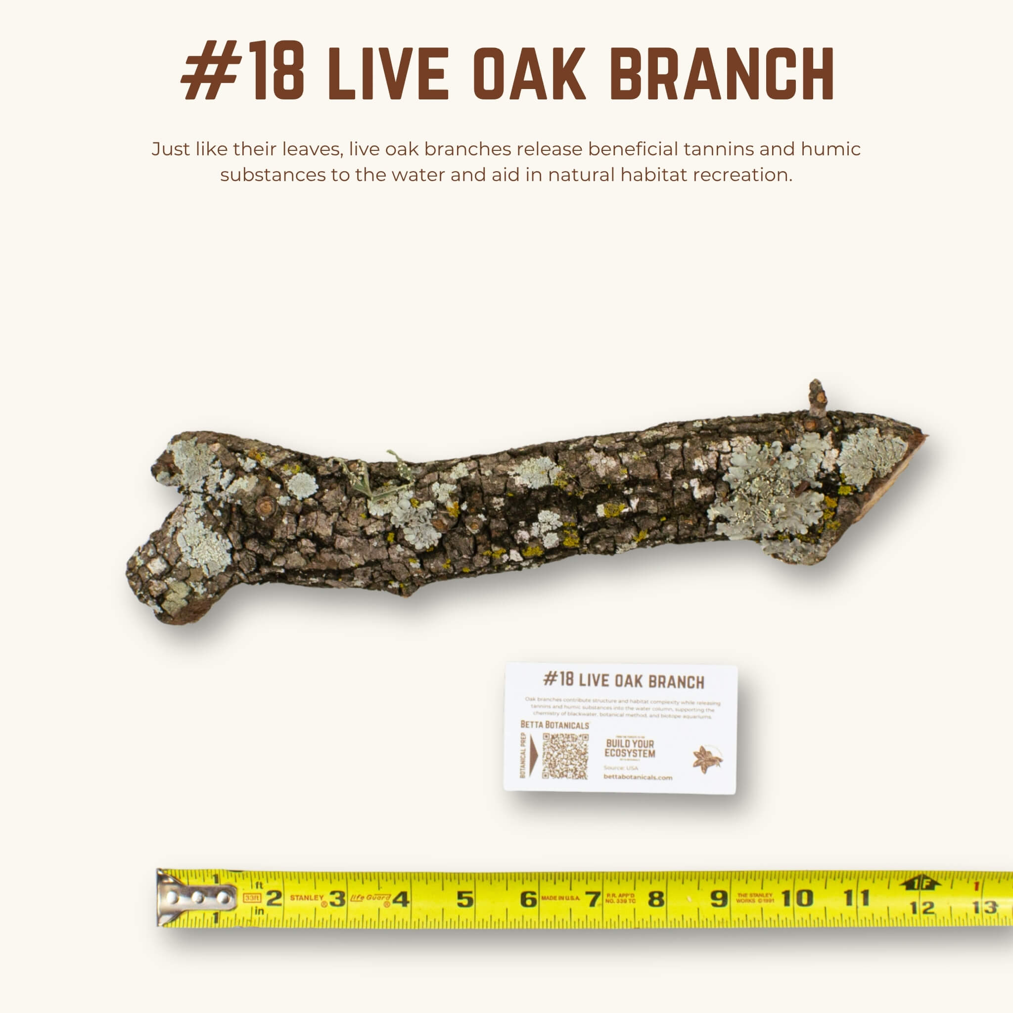 Live Oak Branches | WYSIWYG Pieces