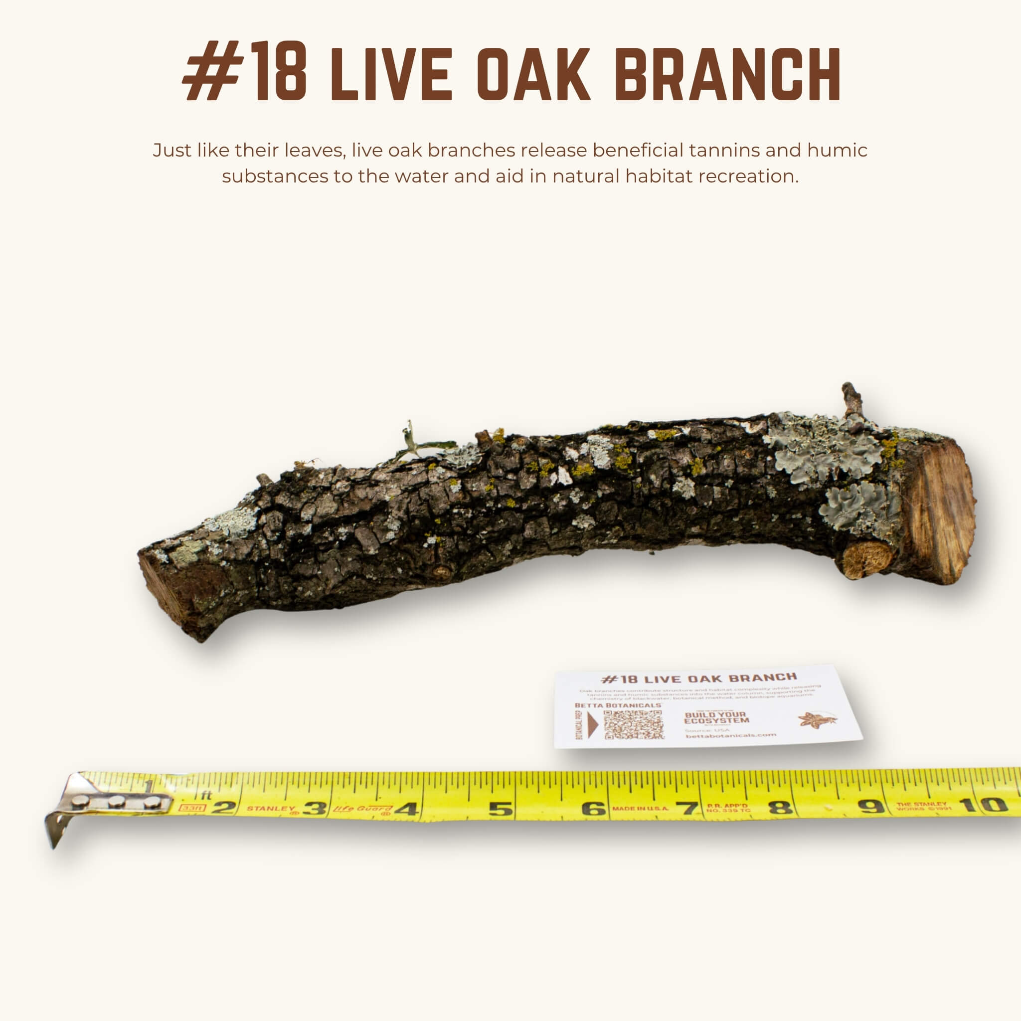 Live Oak Branches | WYSIWYG Pieces