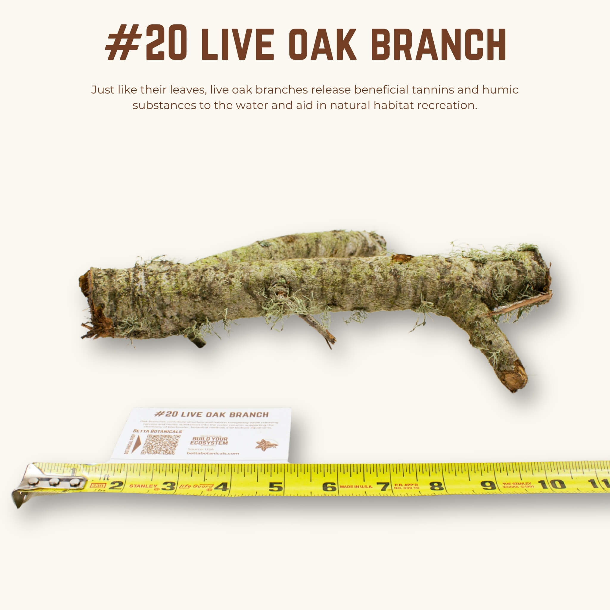 Live Oak Branches | WYSIWYG Pieces