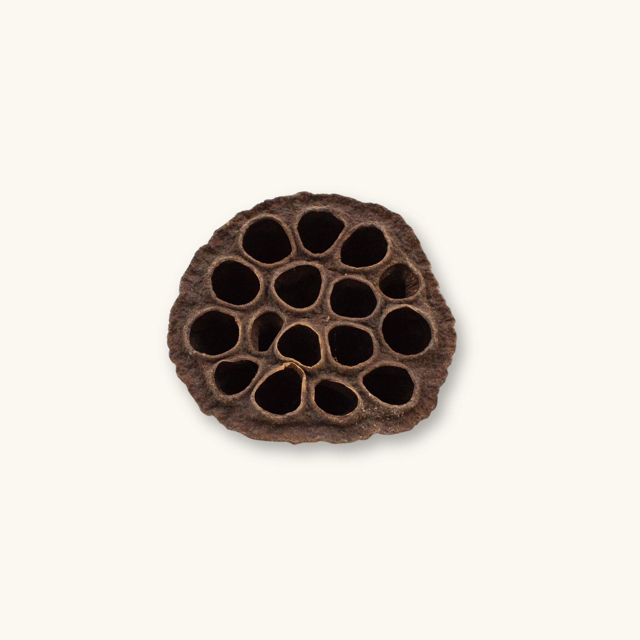 A single brown fibrous lotus seed pod with many round hollow cavities for planted aquariums, photographed on a natural background at Betta Botanicals.