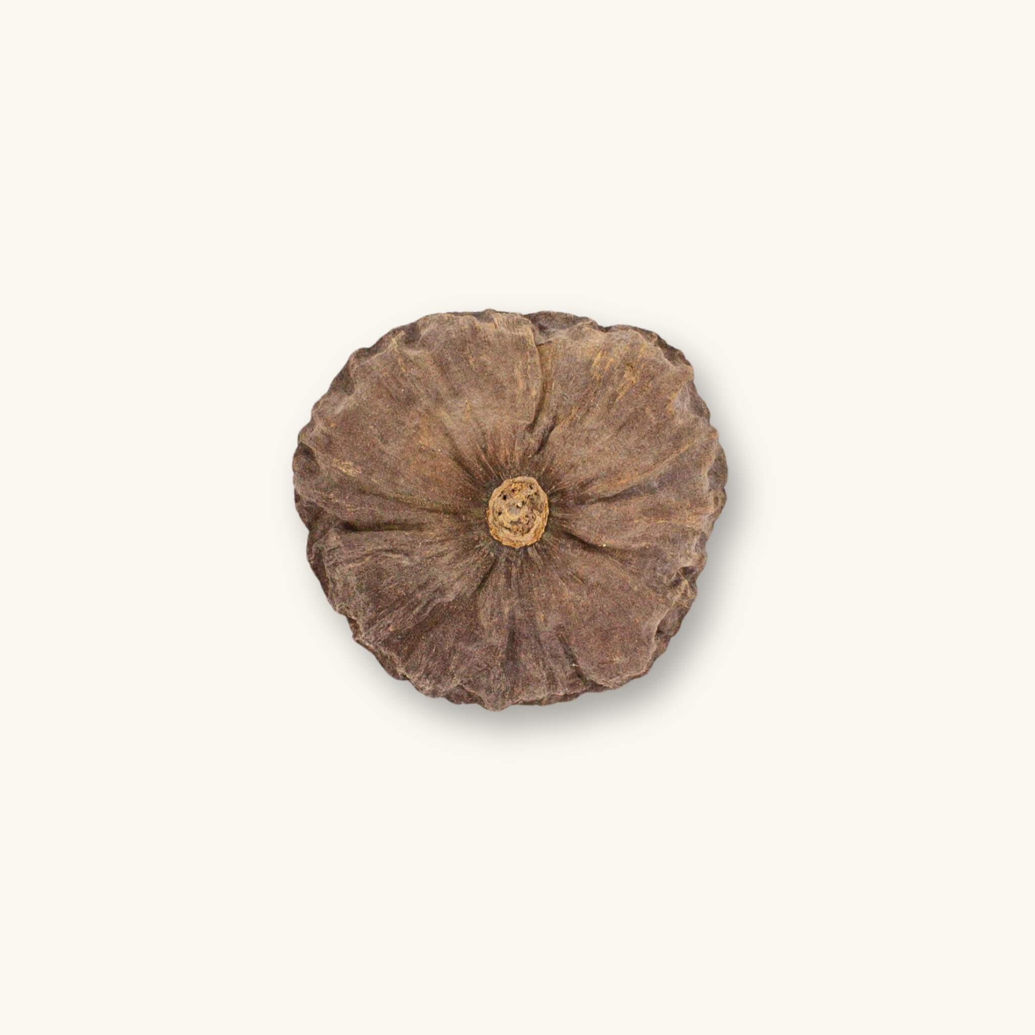 A single brown fibrous lotus seed pod with light brown stem for blackwater aquariums, photographed on a natural background at Betta Botanicals.