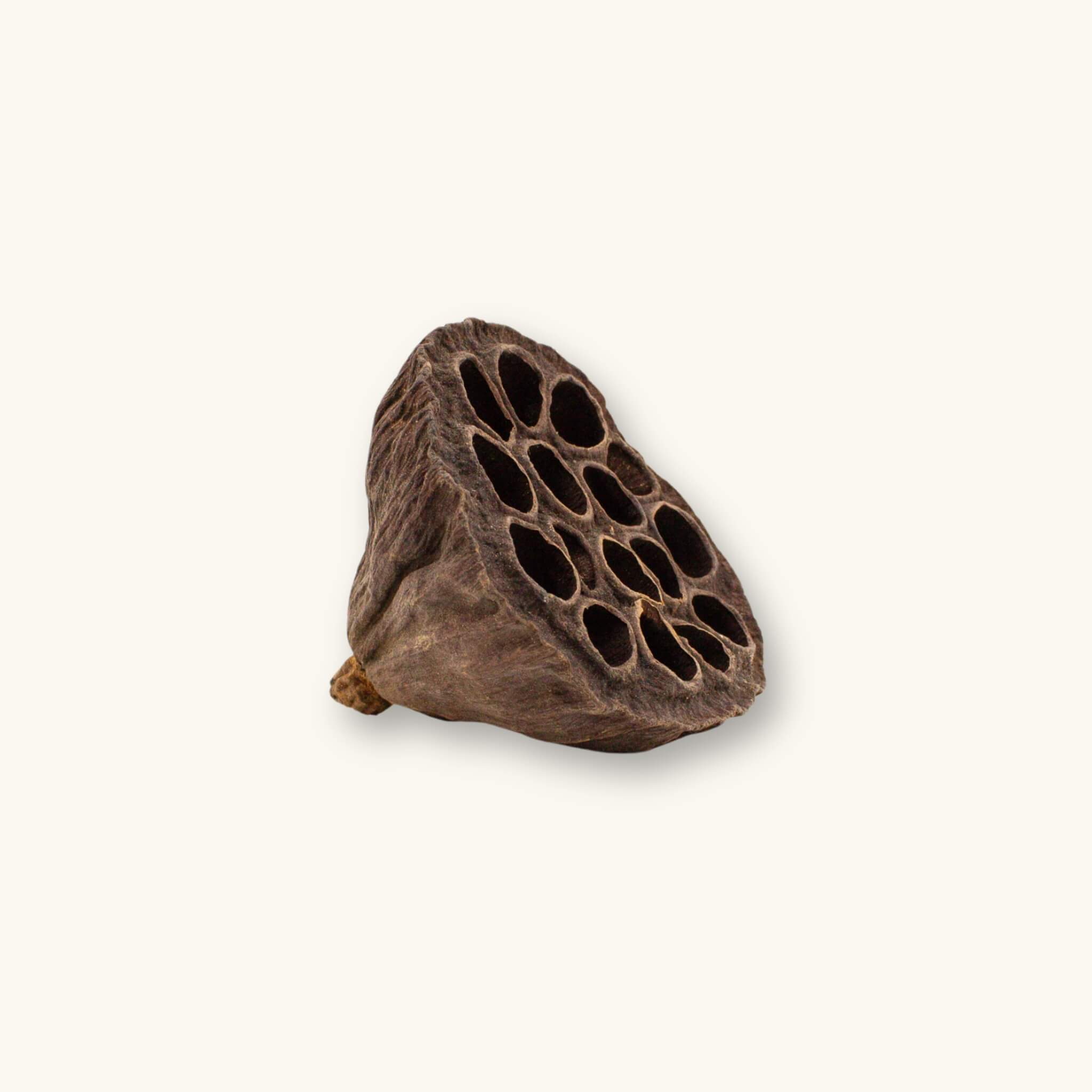 A brown fibrous lotus seed pod with hollow cavities for aquariums and vivariums, photographed on a natural background at Betta Botanicals.