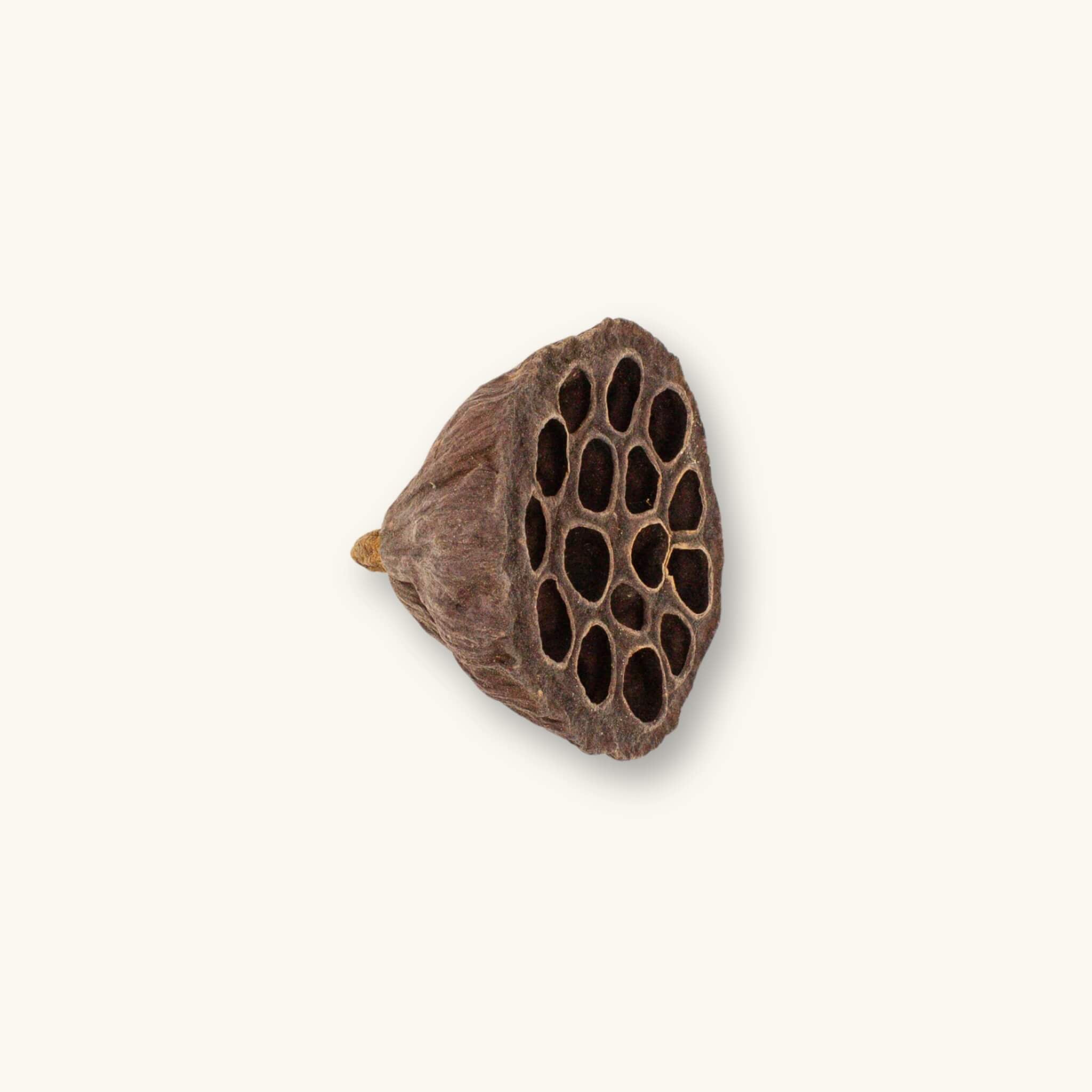 A medium size brown textured nelumbo seed pod with hollow cavities for biotope aquariums, photographed on a natural background at Betta Botanicals.