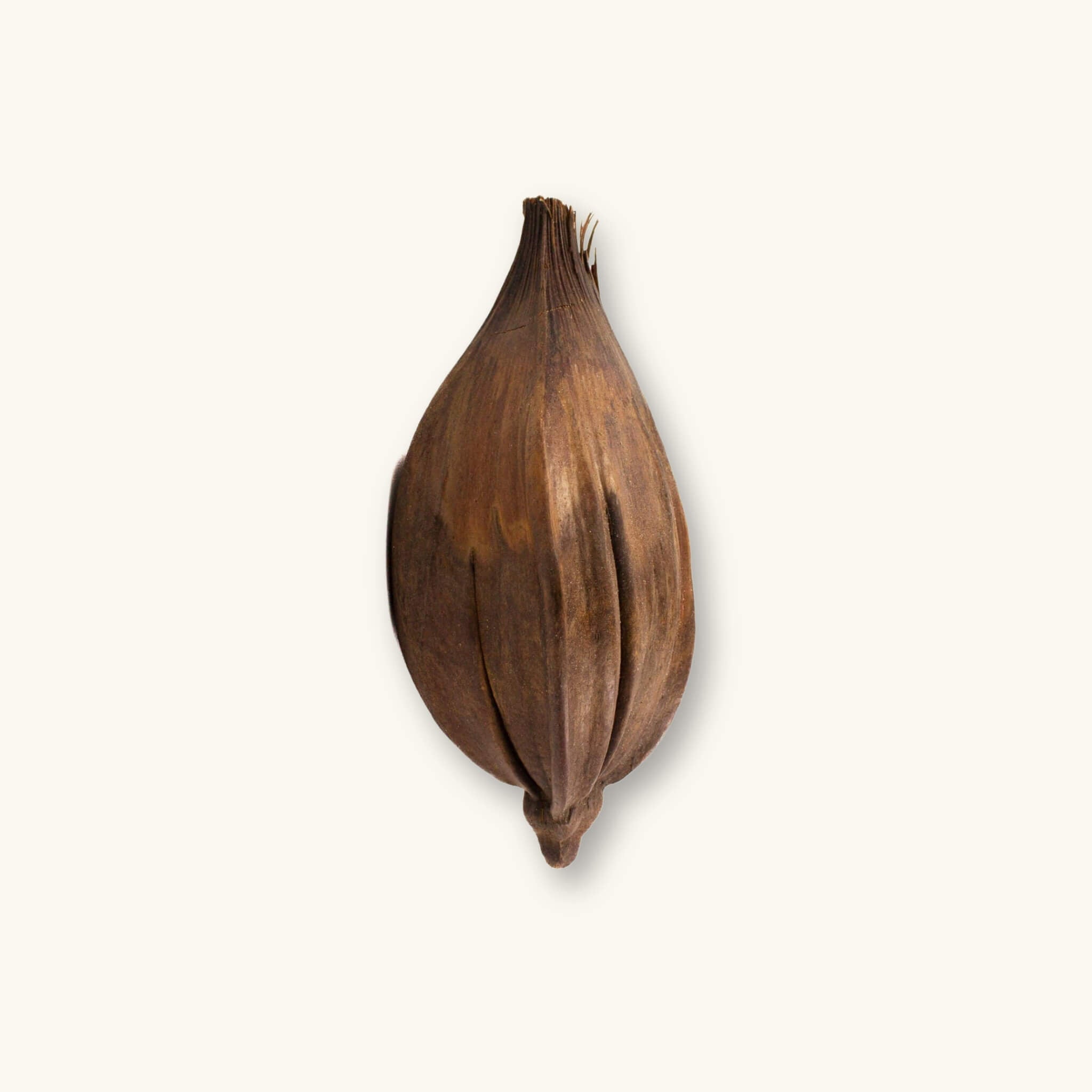 A dried nipa palm pod with woody texture (Nypa fruticans) for biotope aquariums, photographed on a natural background at Betta Botanicals.