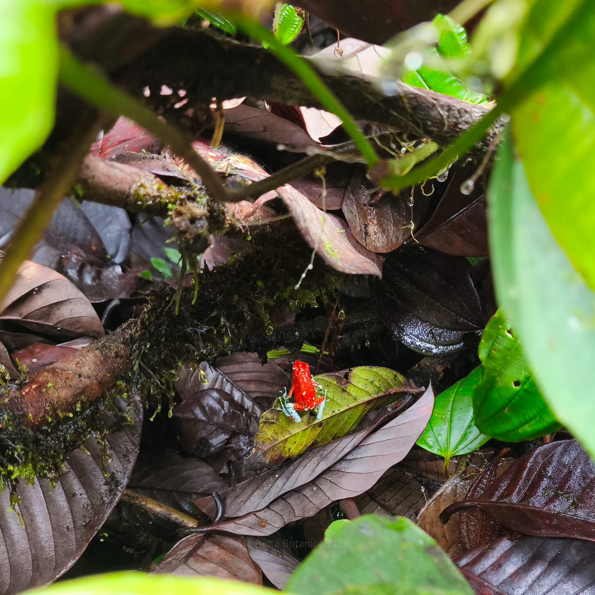 A red Oophaga Sylvatica poison dart frog resting on green and brown leaf litter among mossy branches and tropical foliage in a Colombian biotope forest, photographed by Juan Scarpetta for Betta Botanicals.