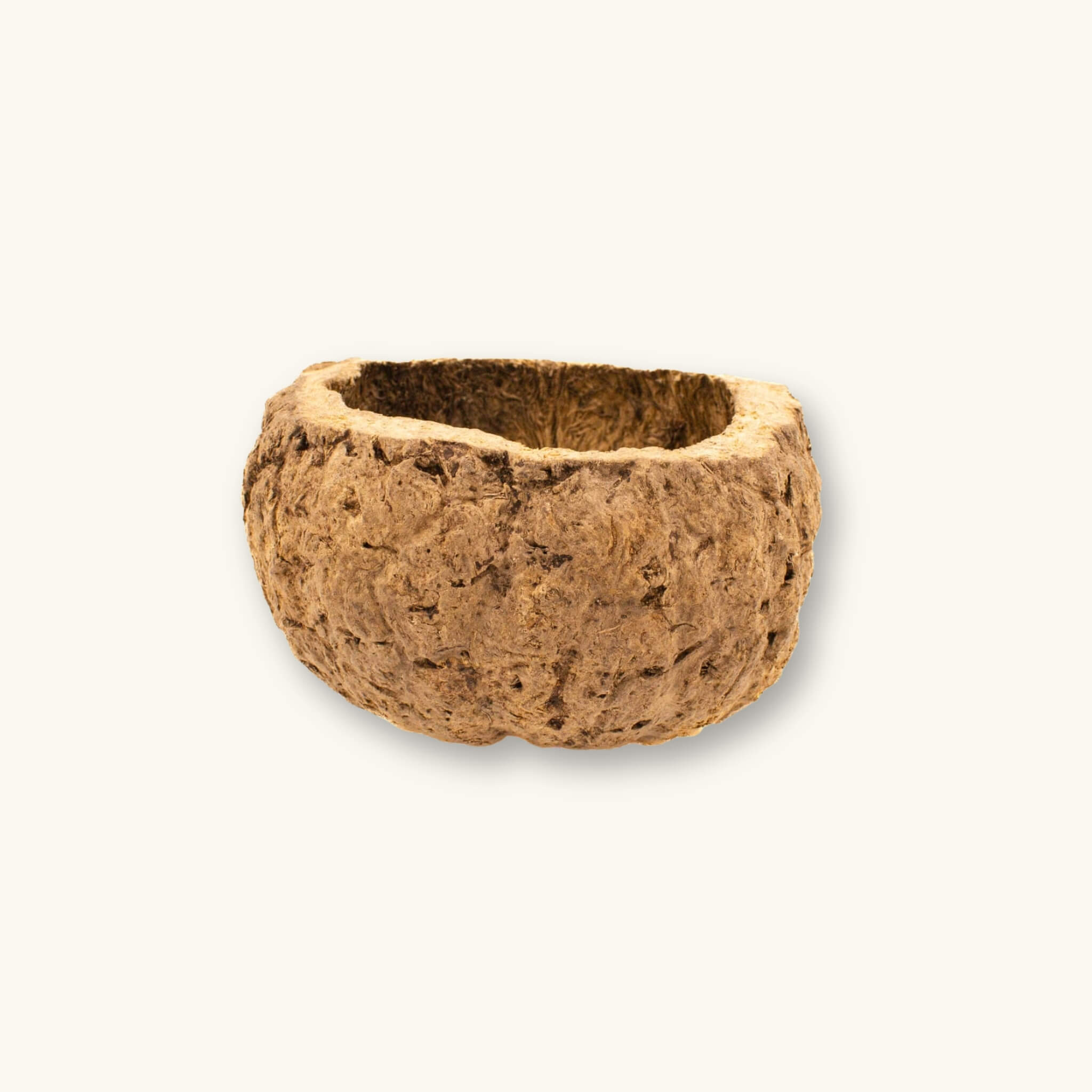 A durable hollow Ourico Mayan Nut Pod (Bertholletia excelsa) in shades of tan and brown for Peruvian biotope aquariums, photographed on a natural background at Betta Botanicals.