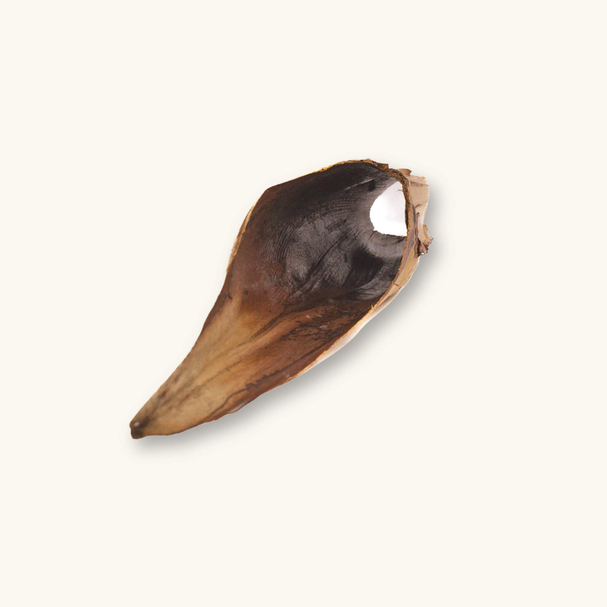 A single brown Palm Flower Pot for blackwater aquarium natural caves, photographed on a natural background at Betta Botanicals.