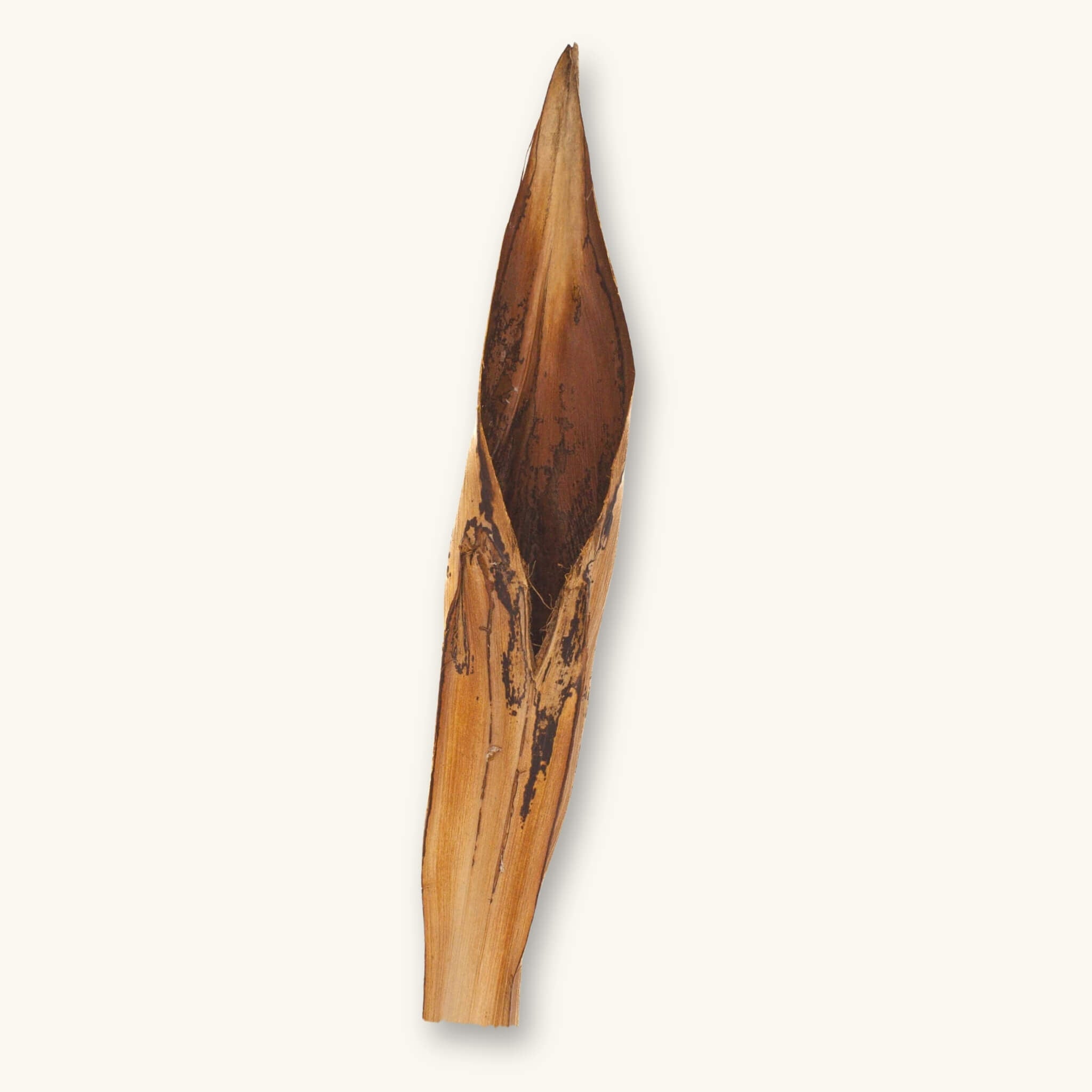 A long and hollow brown Palm Flower Pot botanical for aquarium caves, photographed on a natural background at Betta Botanicals.