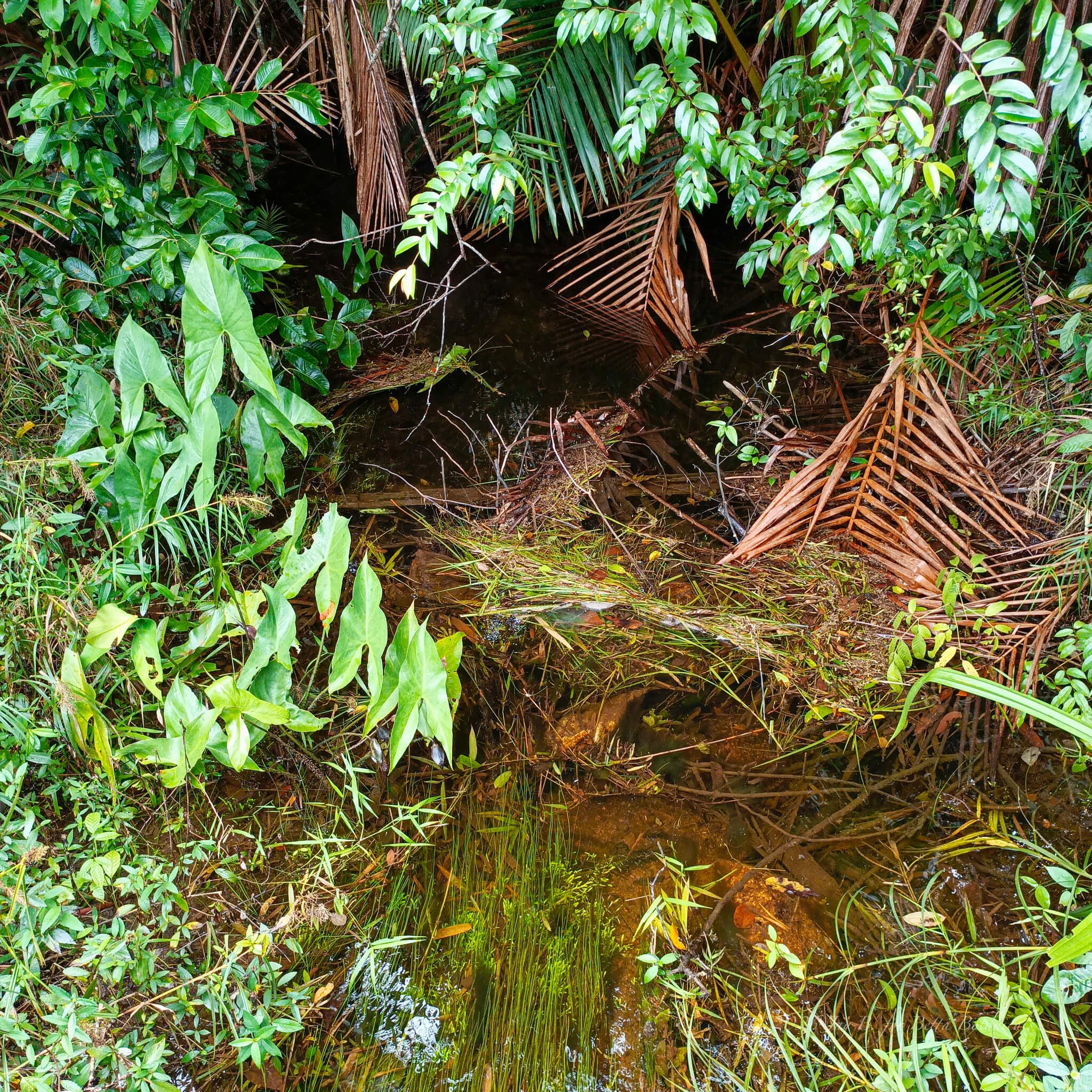 A shallow blackwater stream at the forest edge, partially canopied by palm fronds and broadleaf vegetation, with submerged grasses and decomposing frond material, photographed in situ by Jay Belitung for Betta Botanicals.