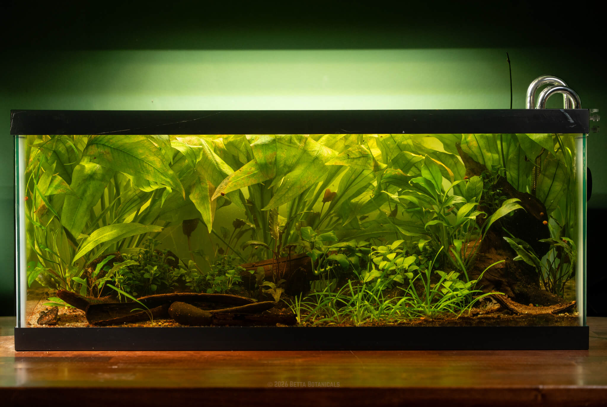 A planted aquarium with natural brown botanicals, leaf litter, and seed pods and vibrant green aquatic plants, photographed against a green wall by Alex K for Betta Botanicals.