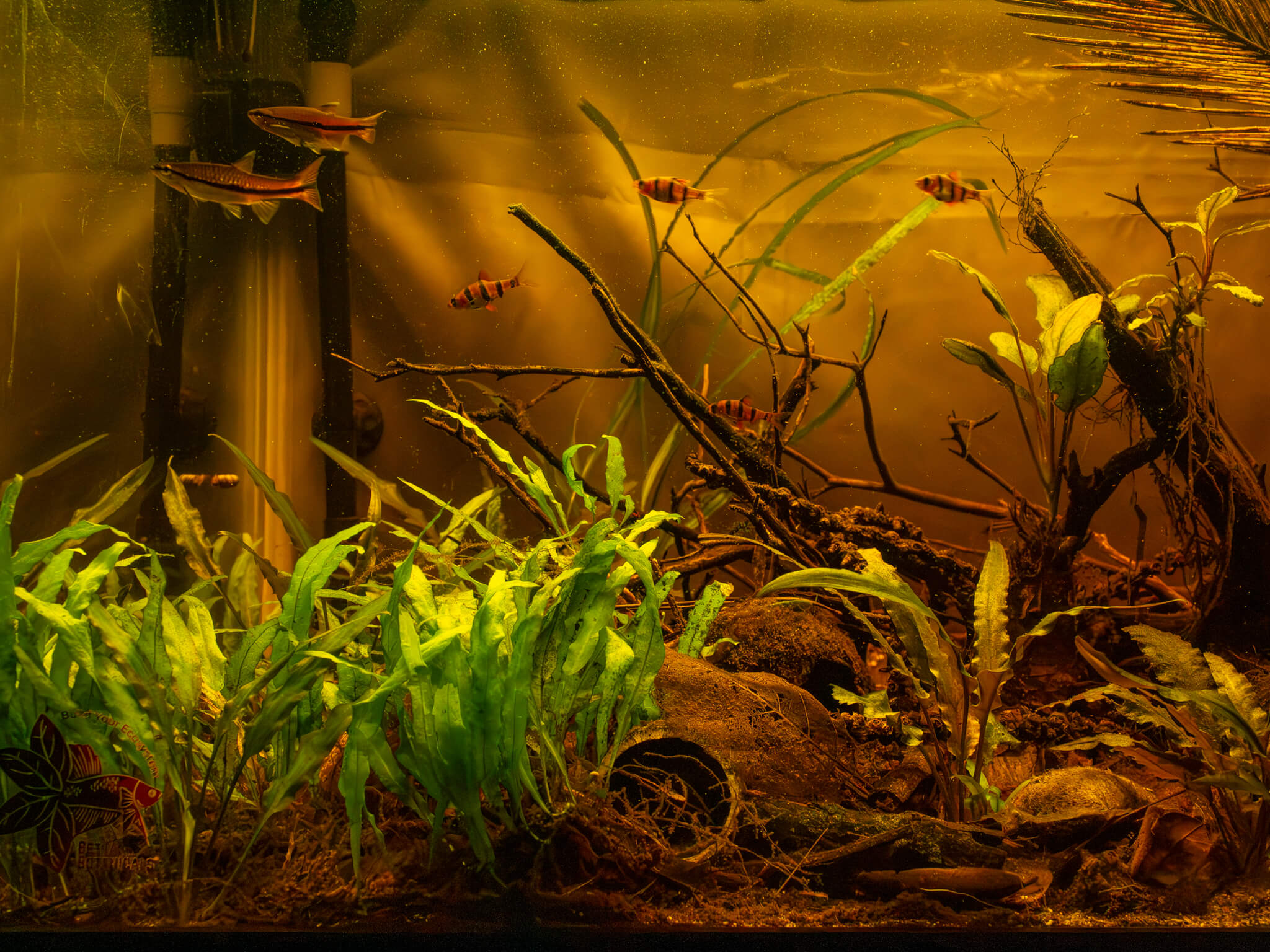 A botanical method aquarium with brown tinted water, red, tan, and black fish, and an assortment of aquarium plants at Betta Botanicals.