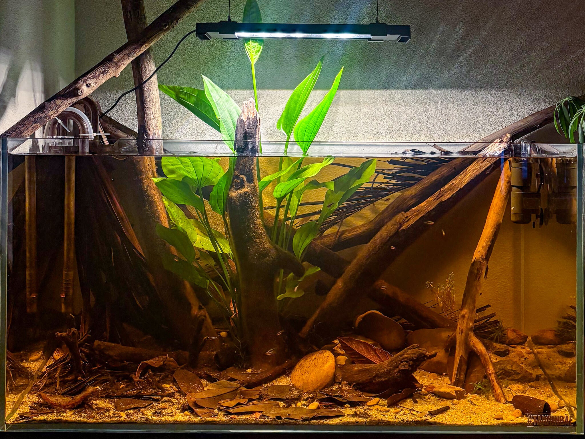 A rimless aquariums with brown tinted water, aquatic botanicals on the substrate, and a big green amazon sword emerging out of the water column at Betta Botanicals.