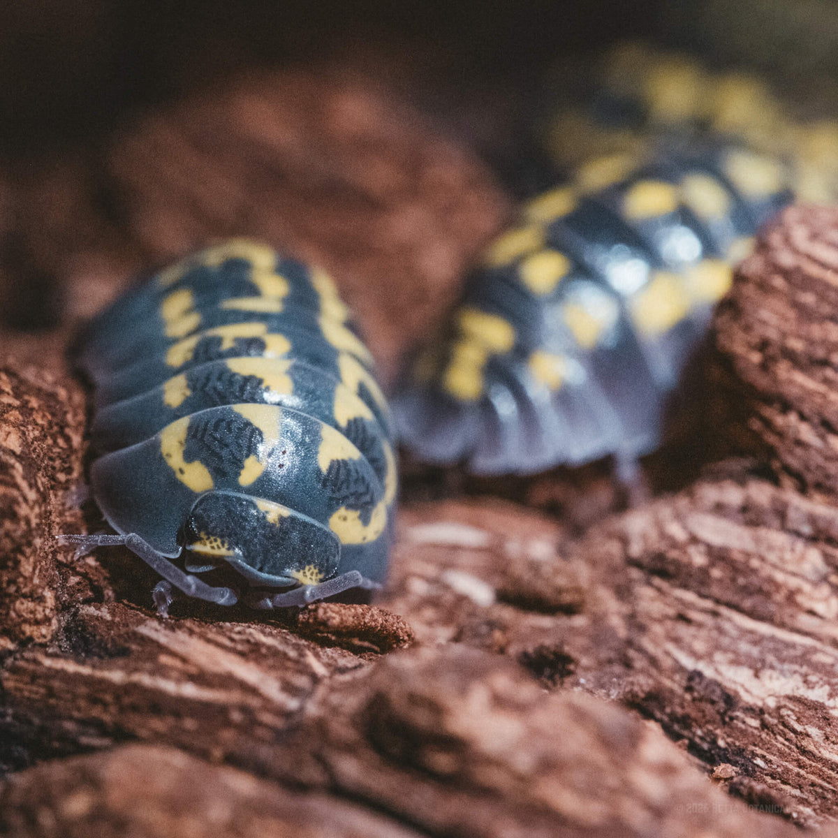 Two dark blue-gray armadillidium gestroi isopods with yellow markings crawling over rough, reddish-brown decomposing bark, a microhabitat for detritivores in a bioactive isopod bin, photographed at Betta Botanicals.