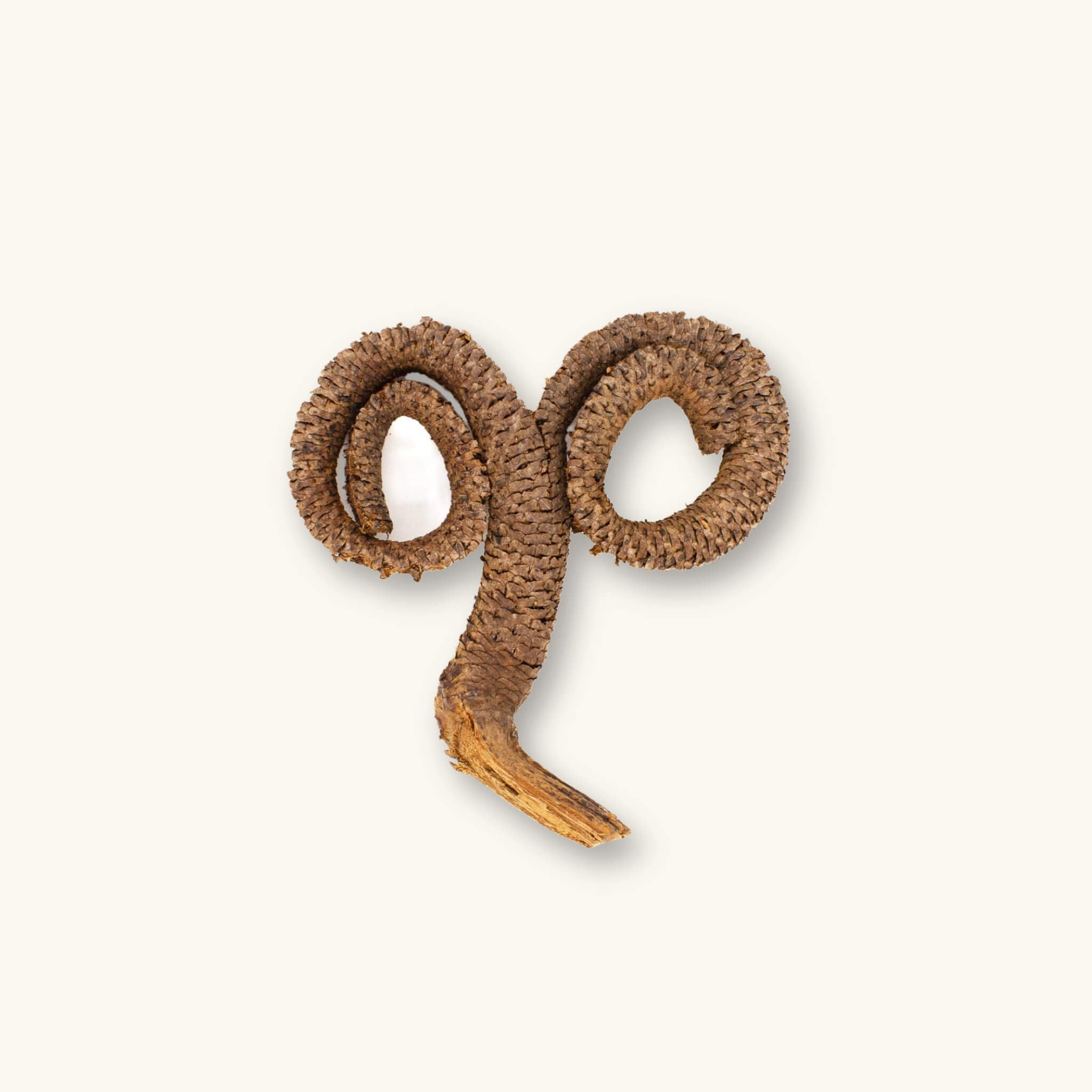 Curled brown rams horn pods (Borassus flabellifer) for vivariums, photographed on a natural background at Betta Botanicals.