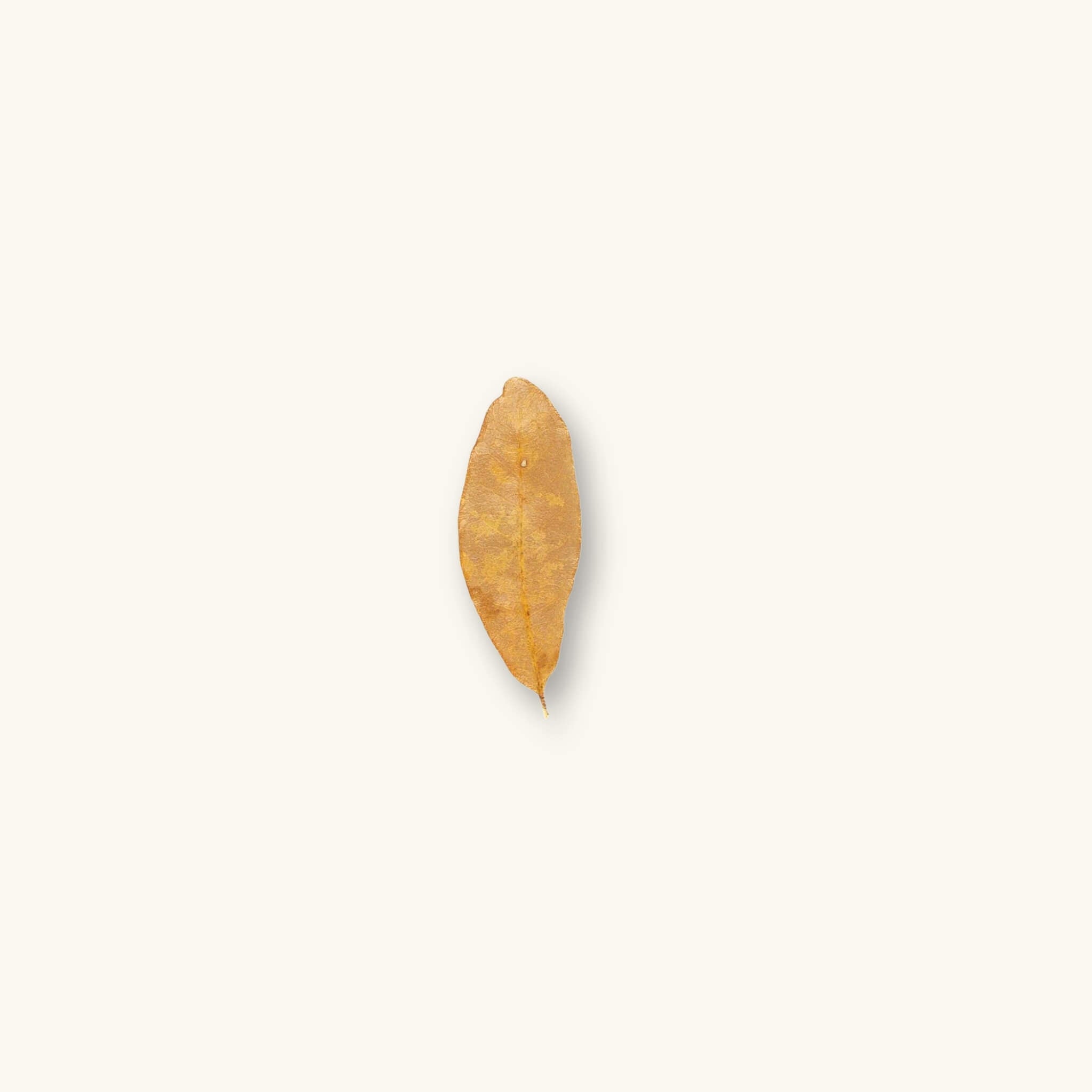 A single dried Shingles Live Oak Leaf (Quercus imbricaria) in shades of tan and deep brown for biotope aquariums, photographed on a natural background at Betta Botanicals.