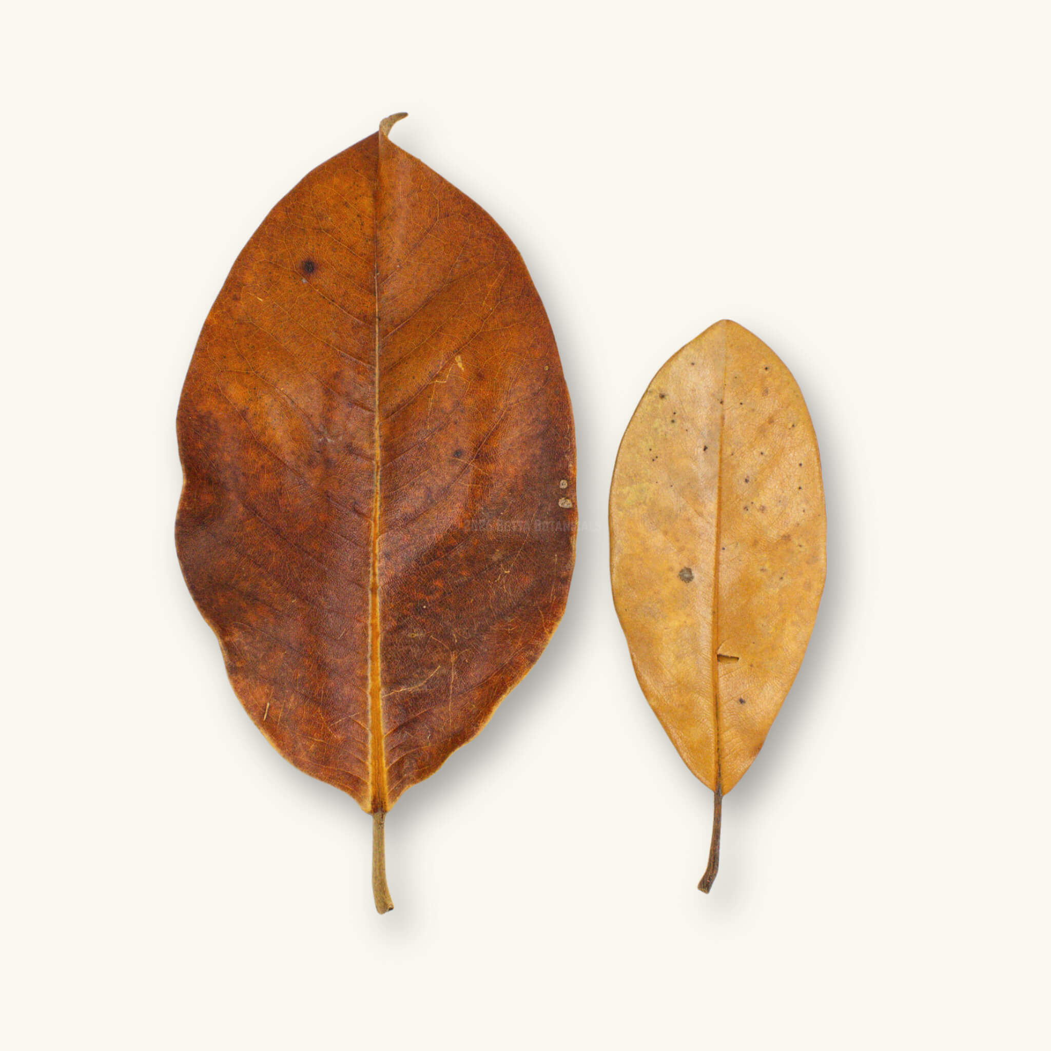 A comparison photo of small and extra large brown and tan magnolia leaves for dart frog vivariums, photographed on a natural background at Betta Botanicals.