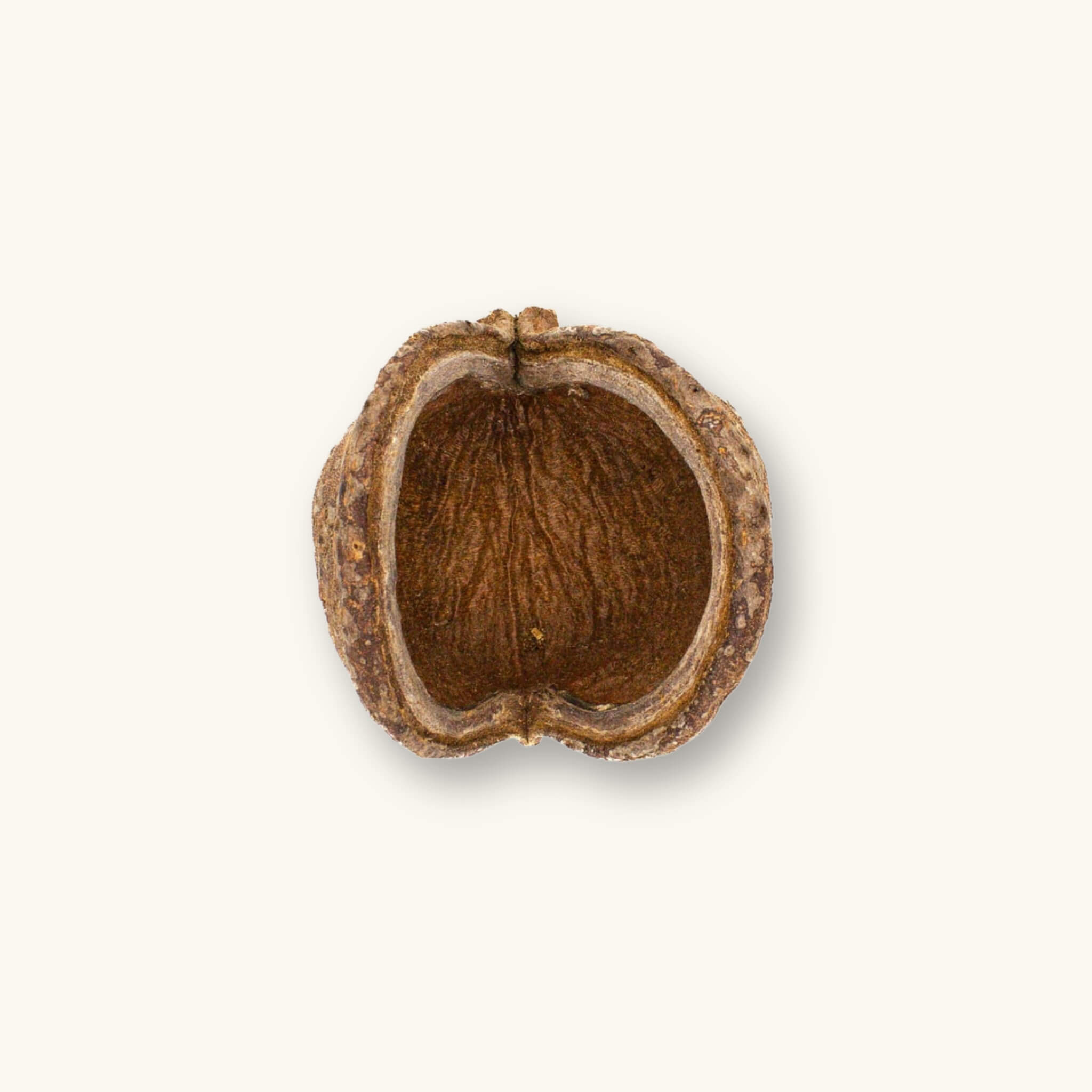 A close-up of a Sterculia foetida jungle pod showing its textured brown surface and open structure for biotope aquariums, photographed on a natural background at Betta Botanicals.