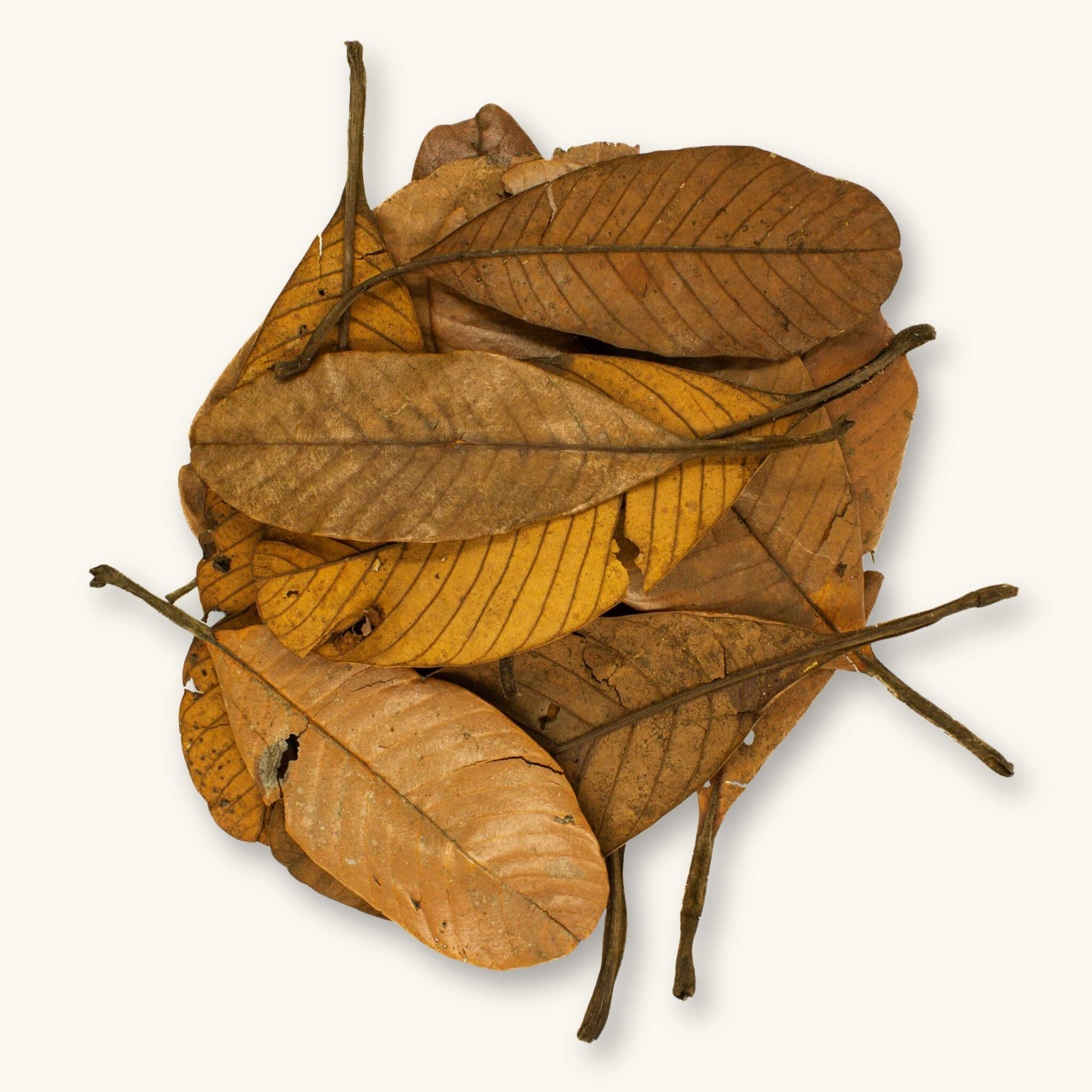 A group of curled golden and brown terentang leaves (Campnosperma brevipetiolata) for blackwater aquariums, photographed on a natural background at Betta Botanicals.