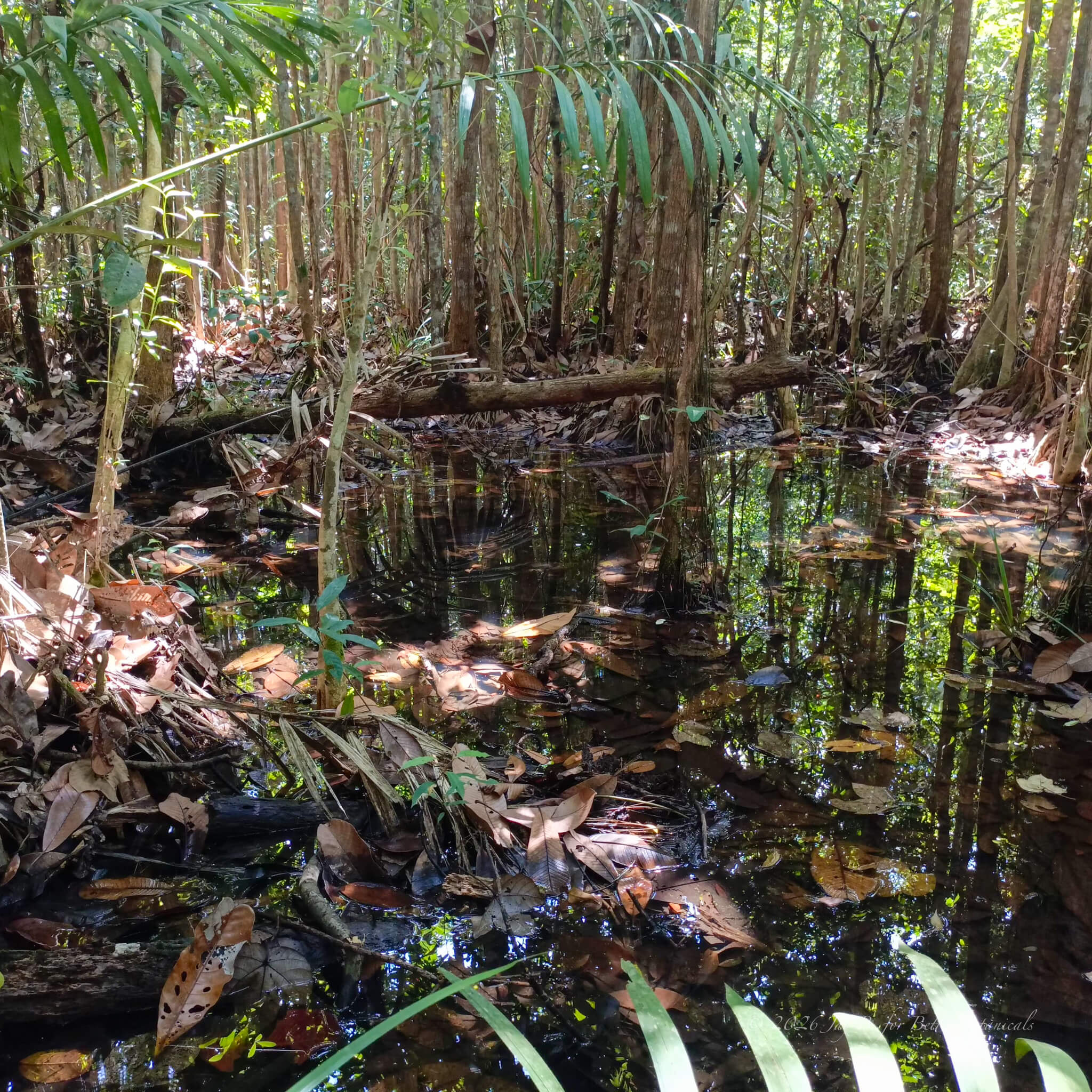 A dense accumulation of amber and brown terentang leaves and macaranga leaves in a shadded blackwater habitat, with emergent grasses and woody stems providing refuge within the leaf litter, photographed in situ by Jay Belitung for Betta Botanicals.