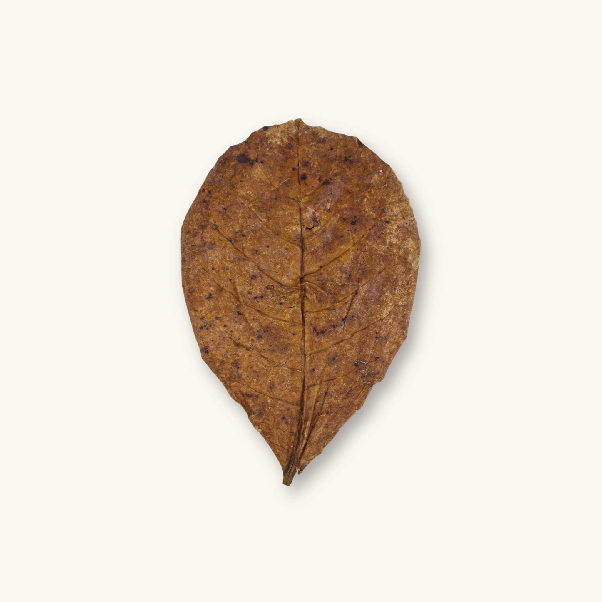A single, one, brown extra large catappa leaves for isopod vivariums, photographed against a natural background at Betta Botanicals.