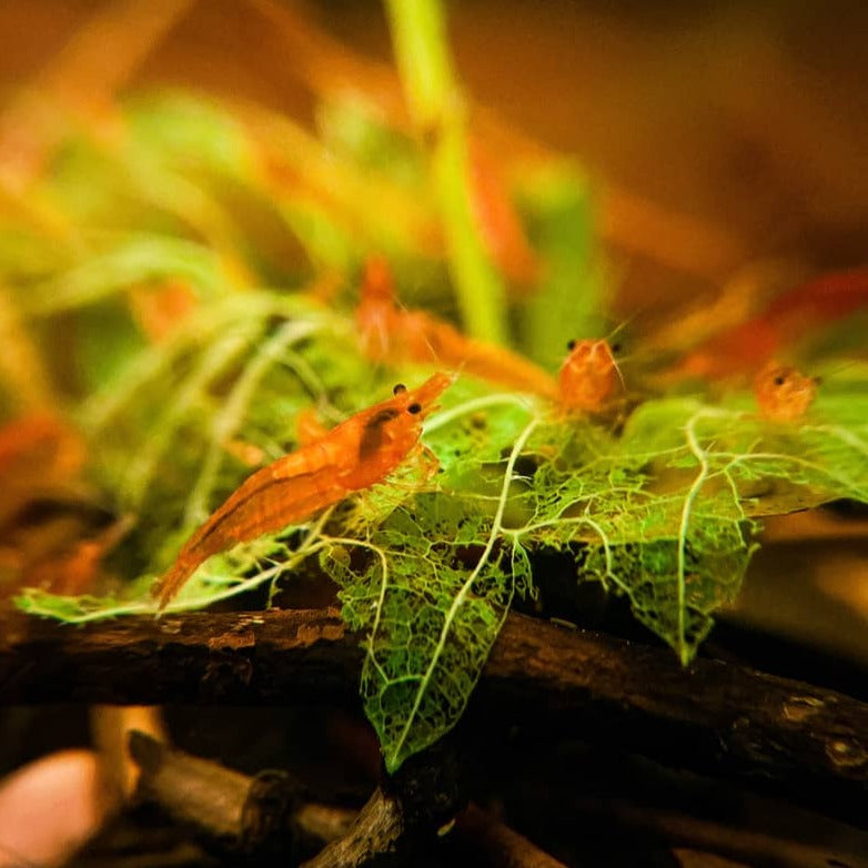Shrimp with betta hotsell