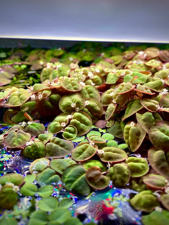 Red root floaters for planted aquariums by Betta Botanicals, for betta fish tanks, and aquascape aquariums.
