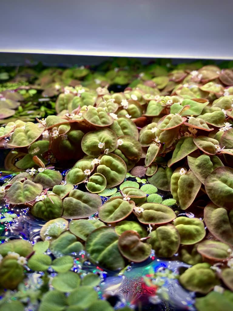 Red root floaters for planted aquariums by Betta Botanicals, for betta fish tanks, and aquascape aquariums.