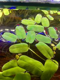 Salvinia Oblongifolia in a betta fish tank by Betta Botanicals, giant water spangles, giant salvinia.