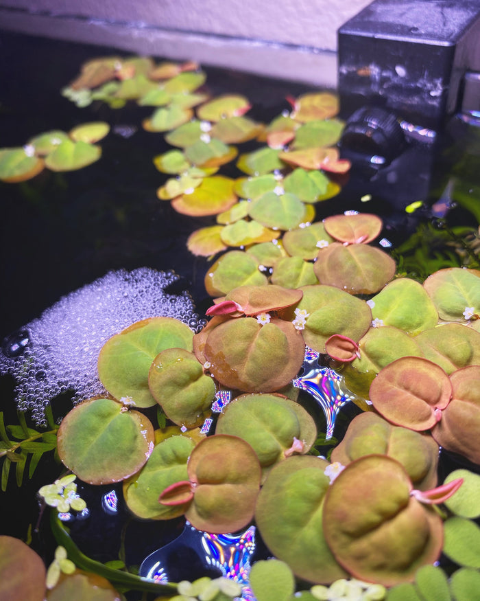 Red Root floaters in a betta fish aquarium by Betta Botanicals.