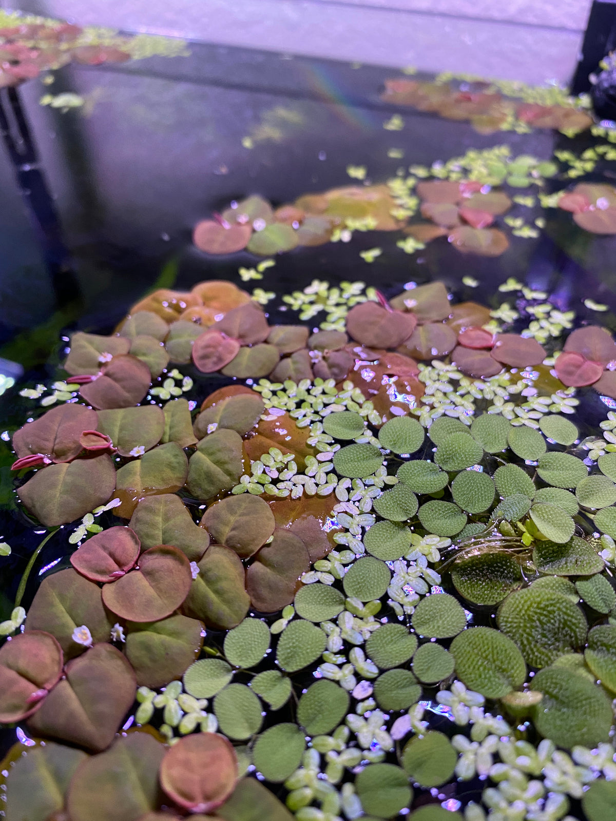 Red root floaters in a community fish tank by Betta Botanicals.