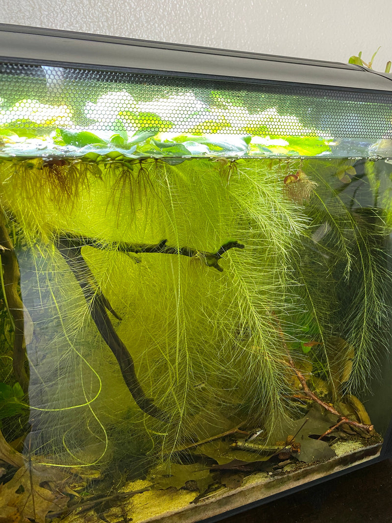 Giant water lettuce in a botanical betta aquarium by Betta Botanicals, for aquariums and fish tanks.