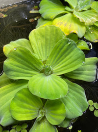 Giant Water Lettuce by Betta Botanicals, for fish tanks, aquariums, and blackwater biotope aquariums.